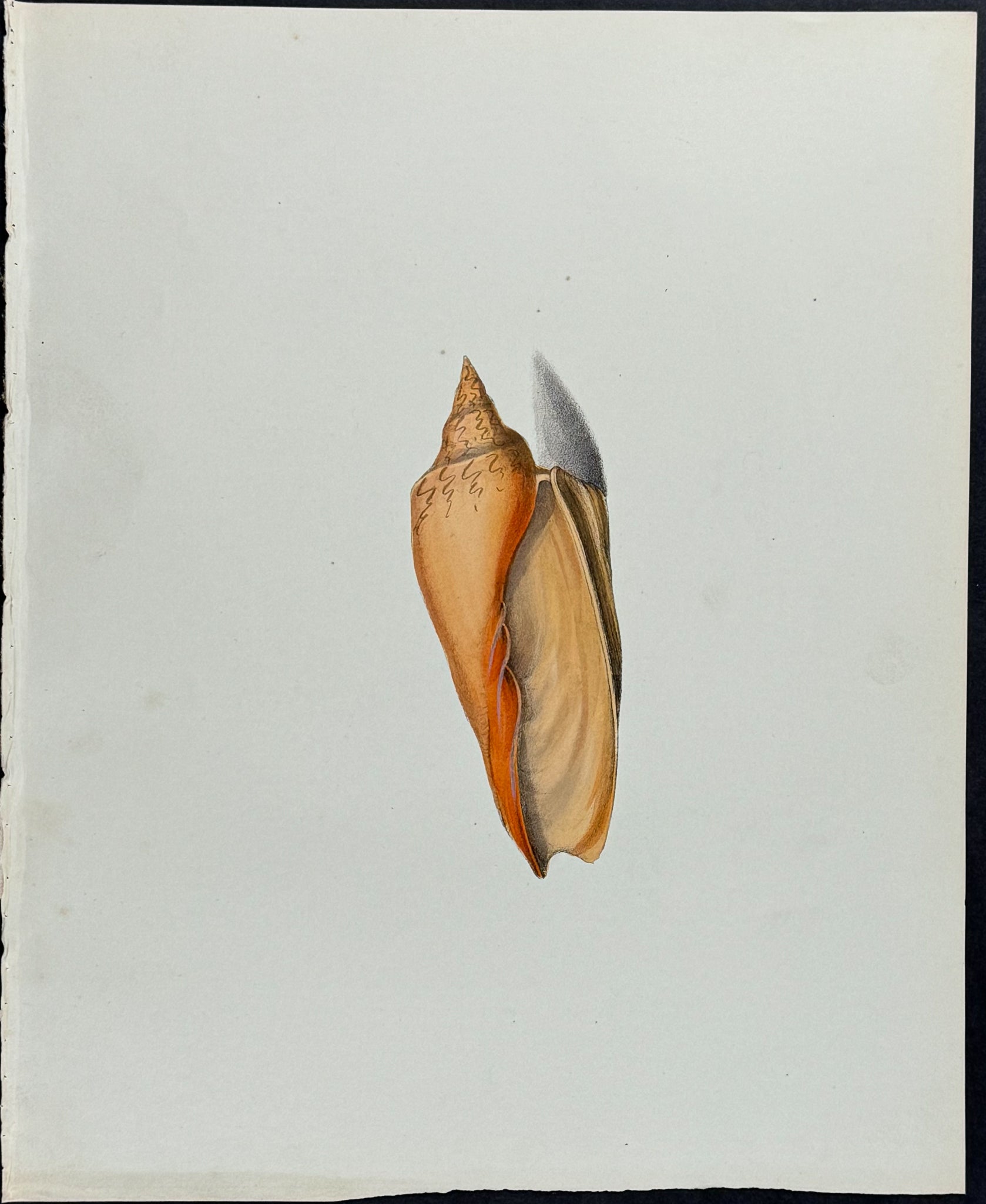 Shell