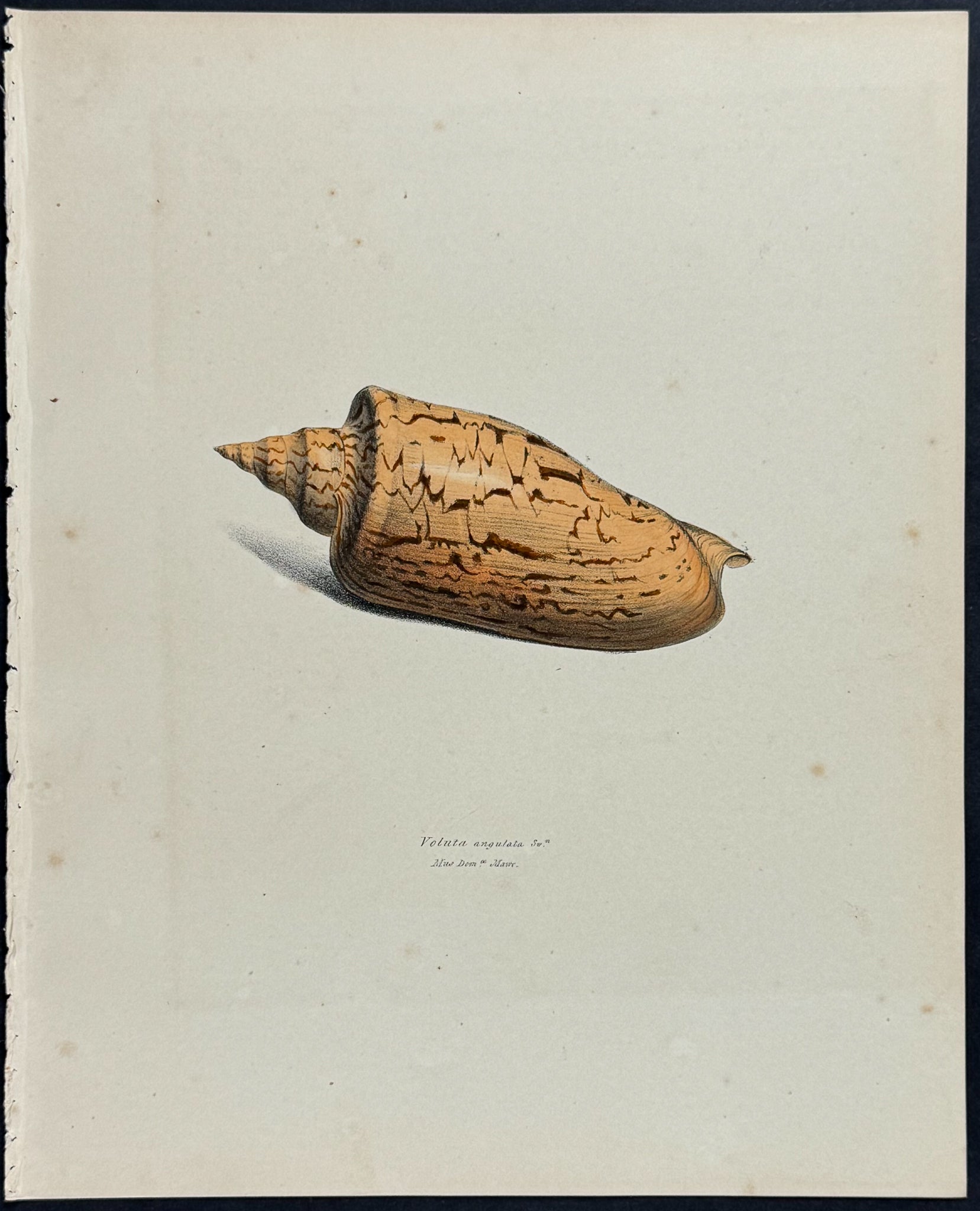 Volute Shell