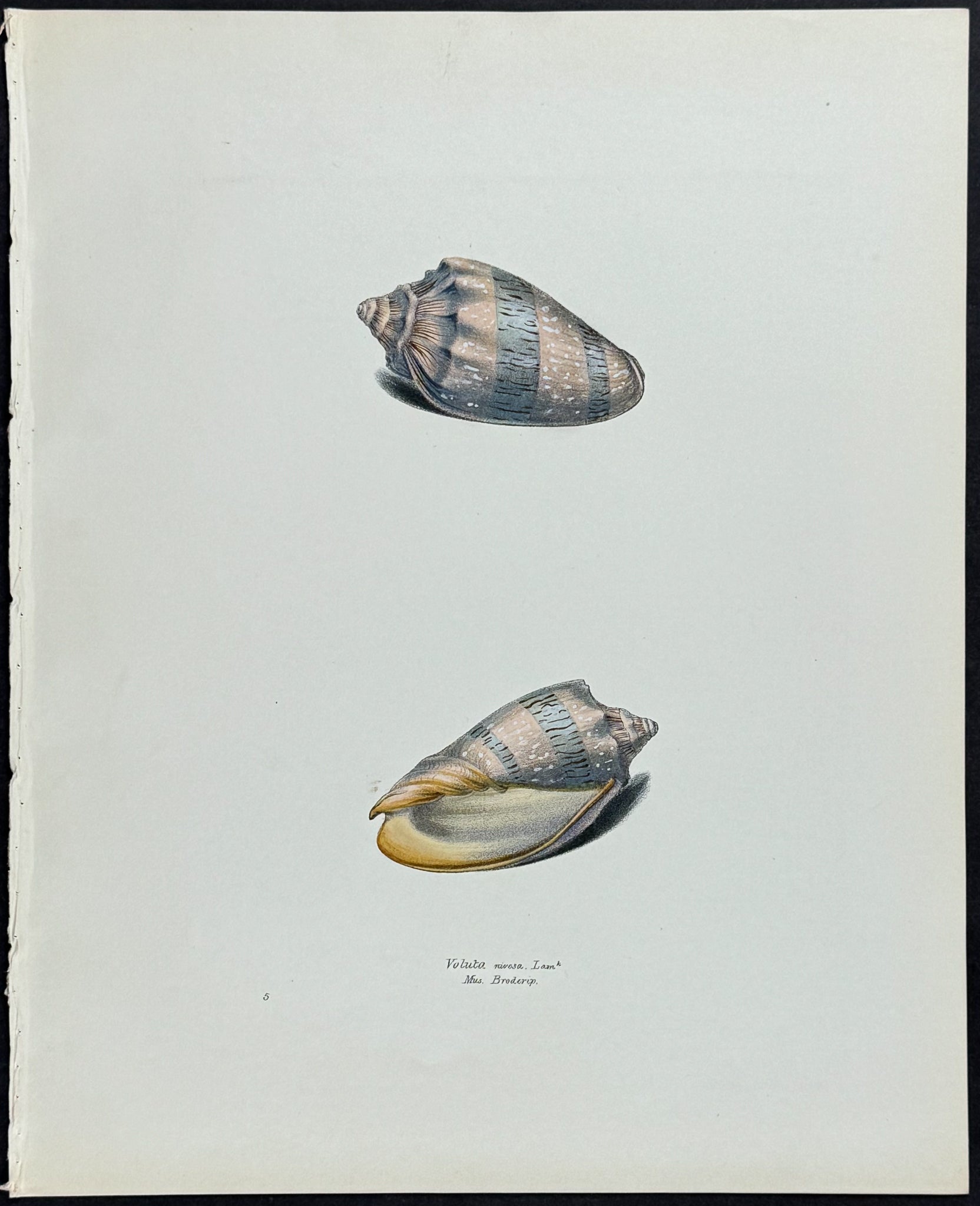 Volute Shells