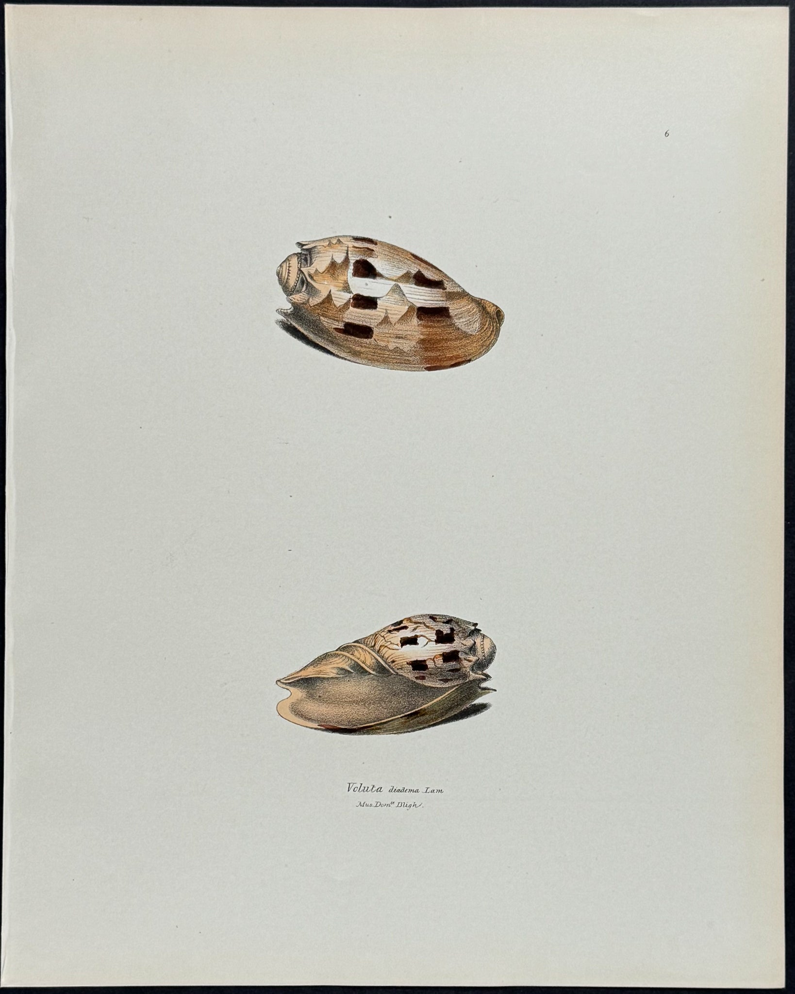 Volute Shells