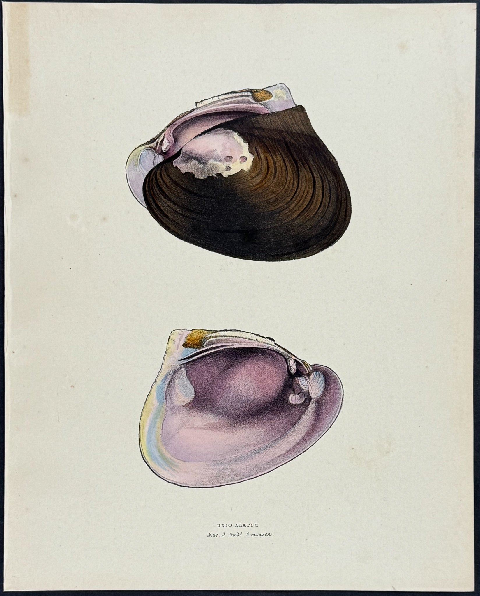 Clam Shells