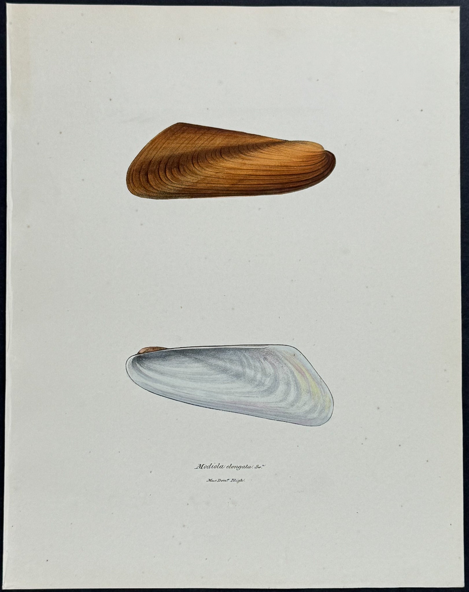 Clam Shells