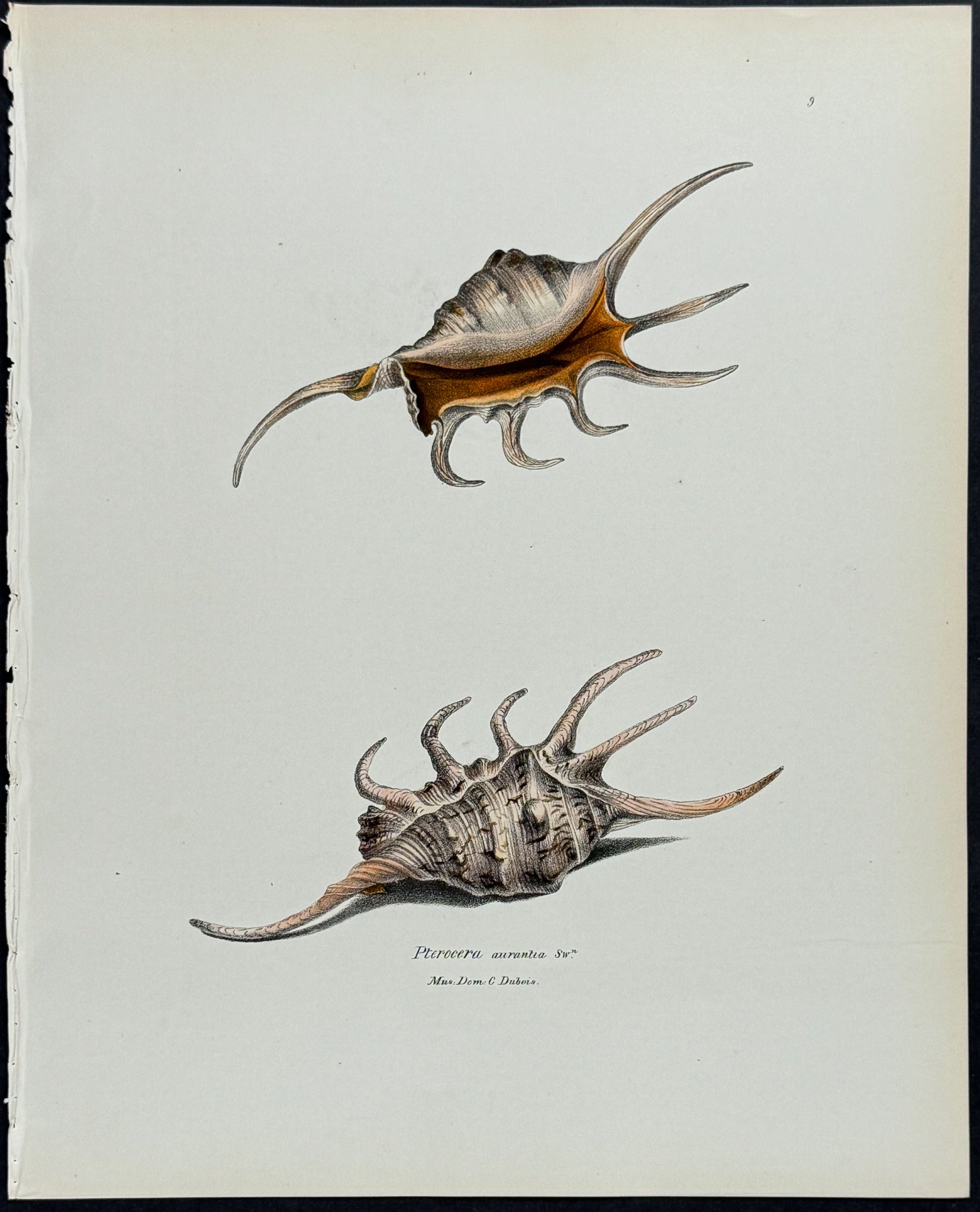 Spider Conch Shells