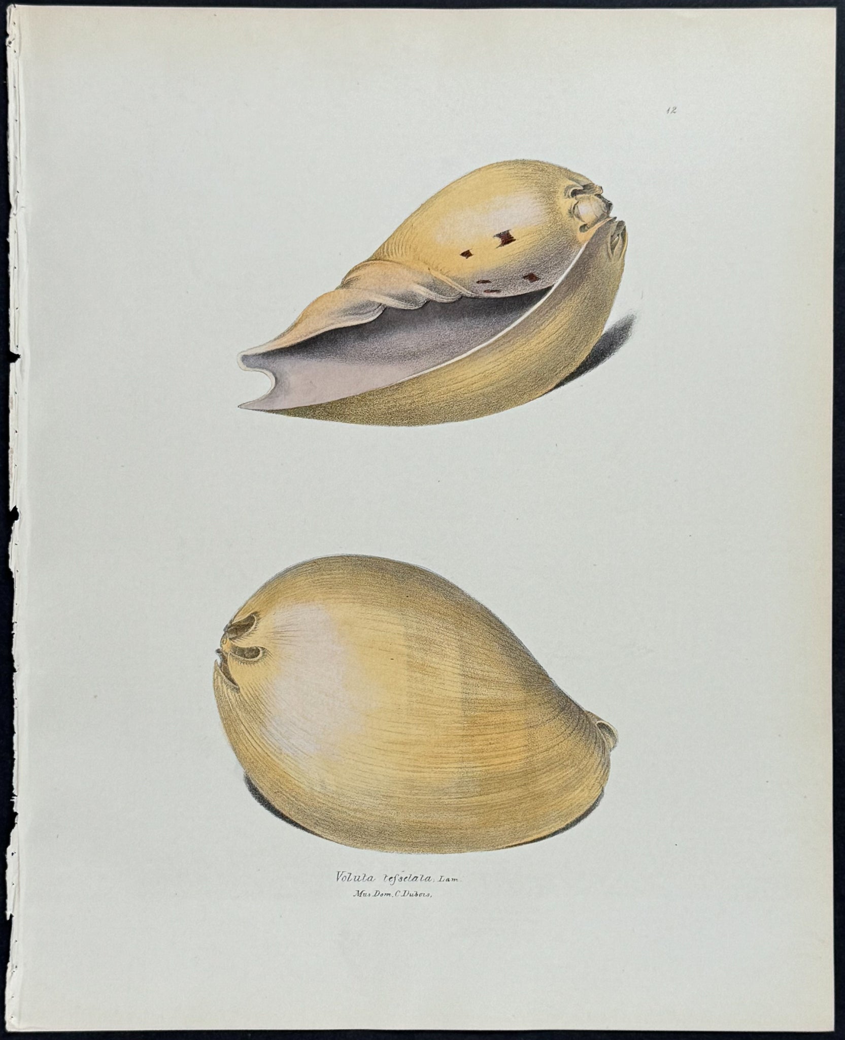 Volute Shells