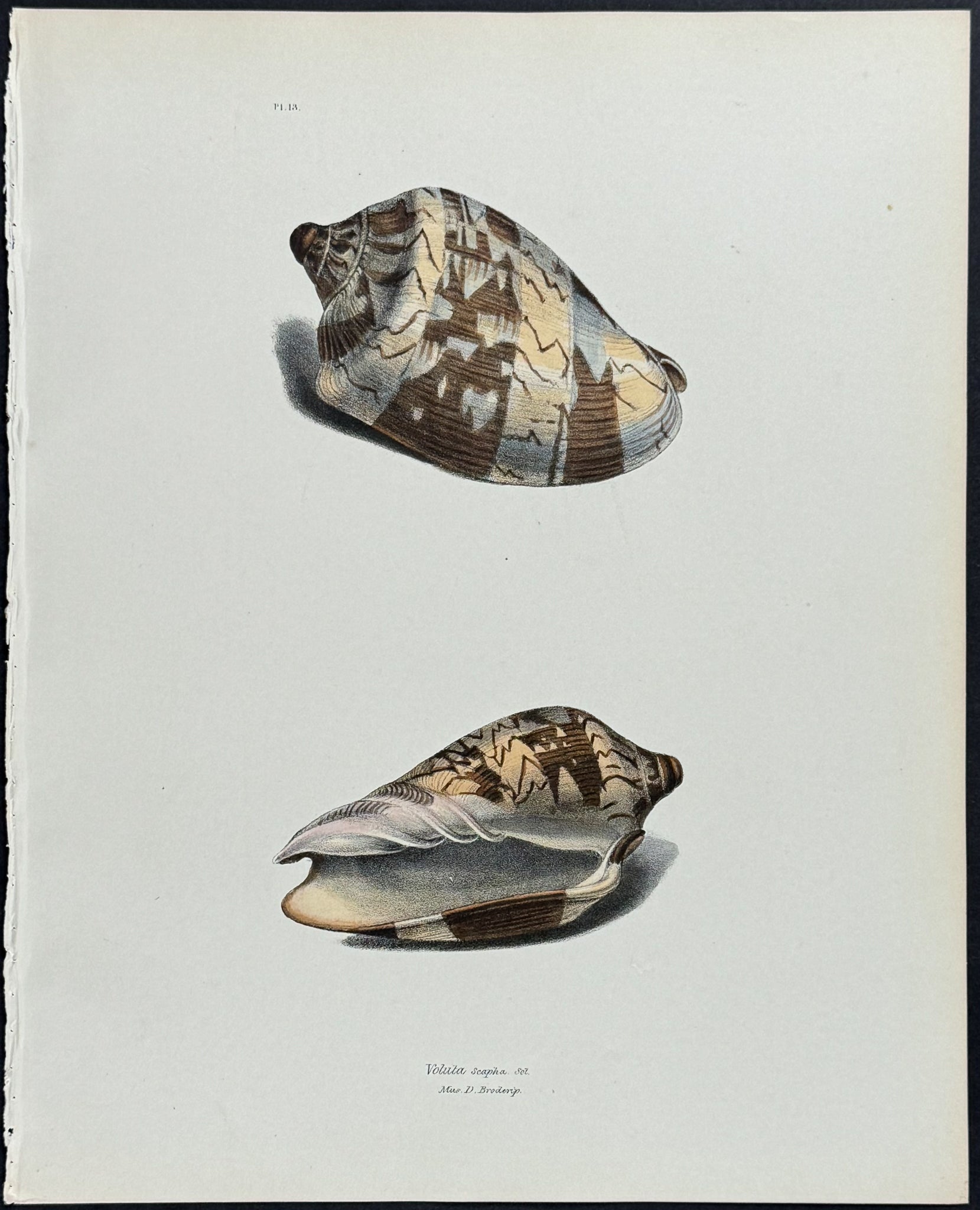 Volute Shells