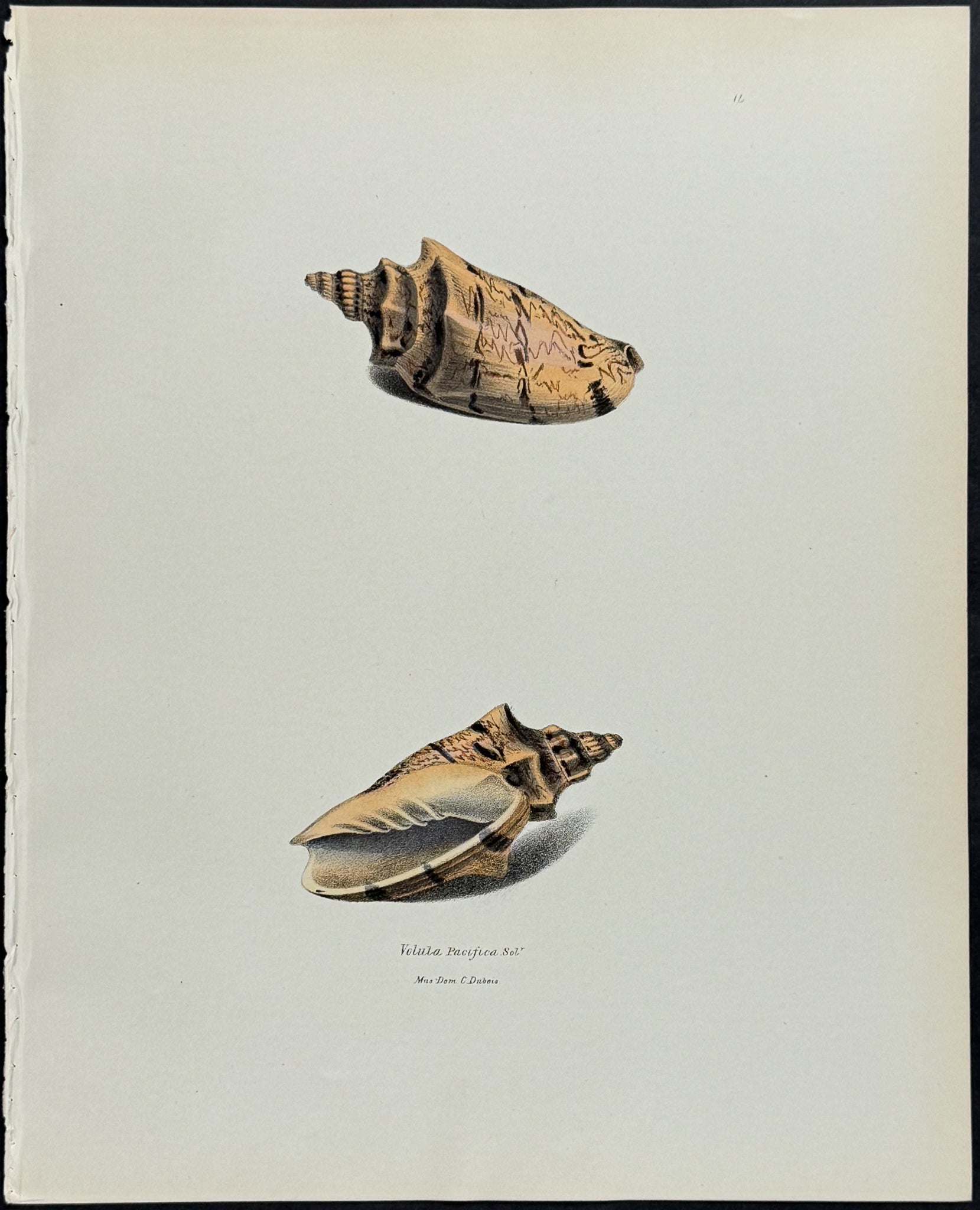 Volute Shells