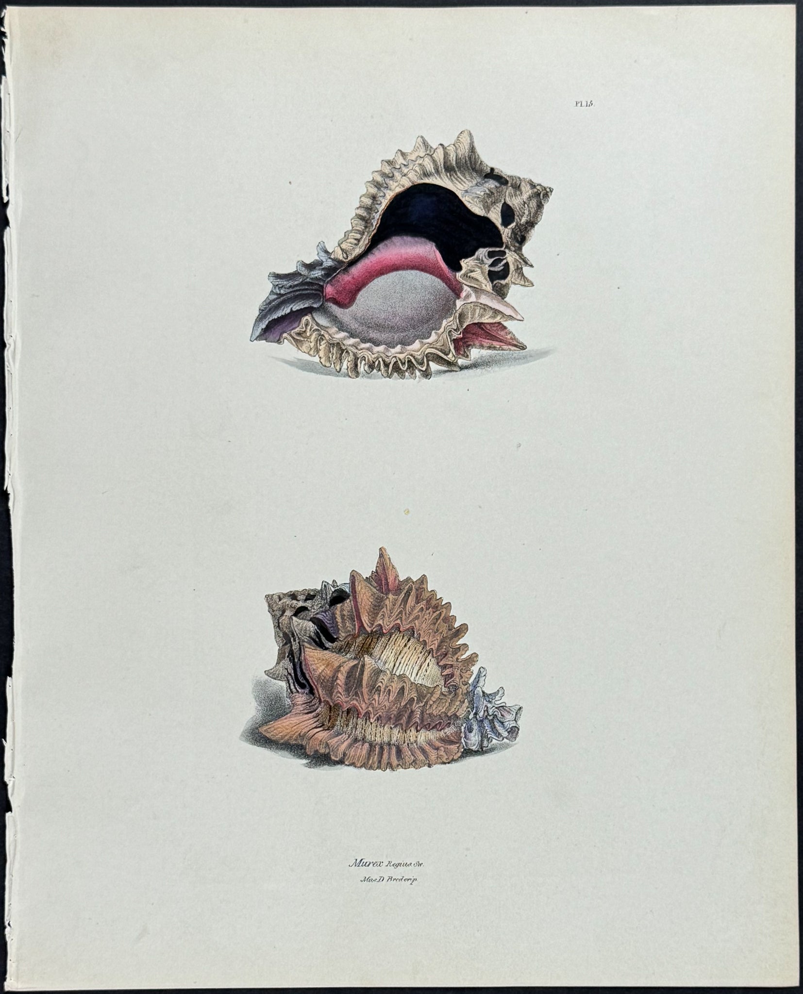 Murex Shells