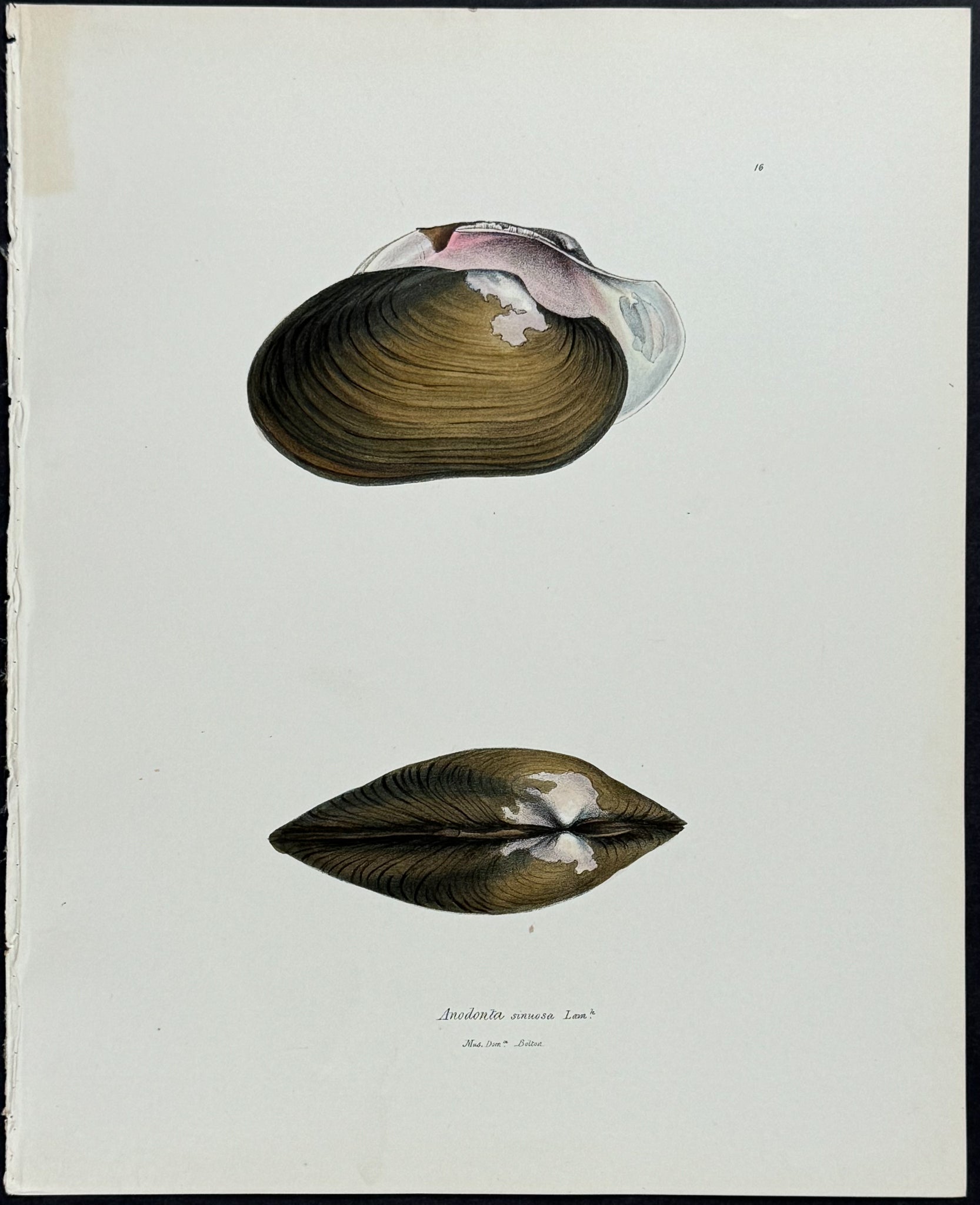 Clam Shells
