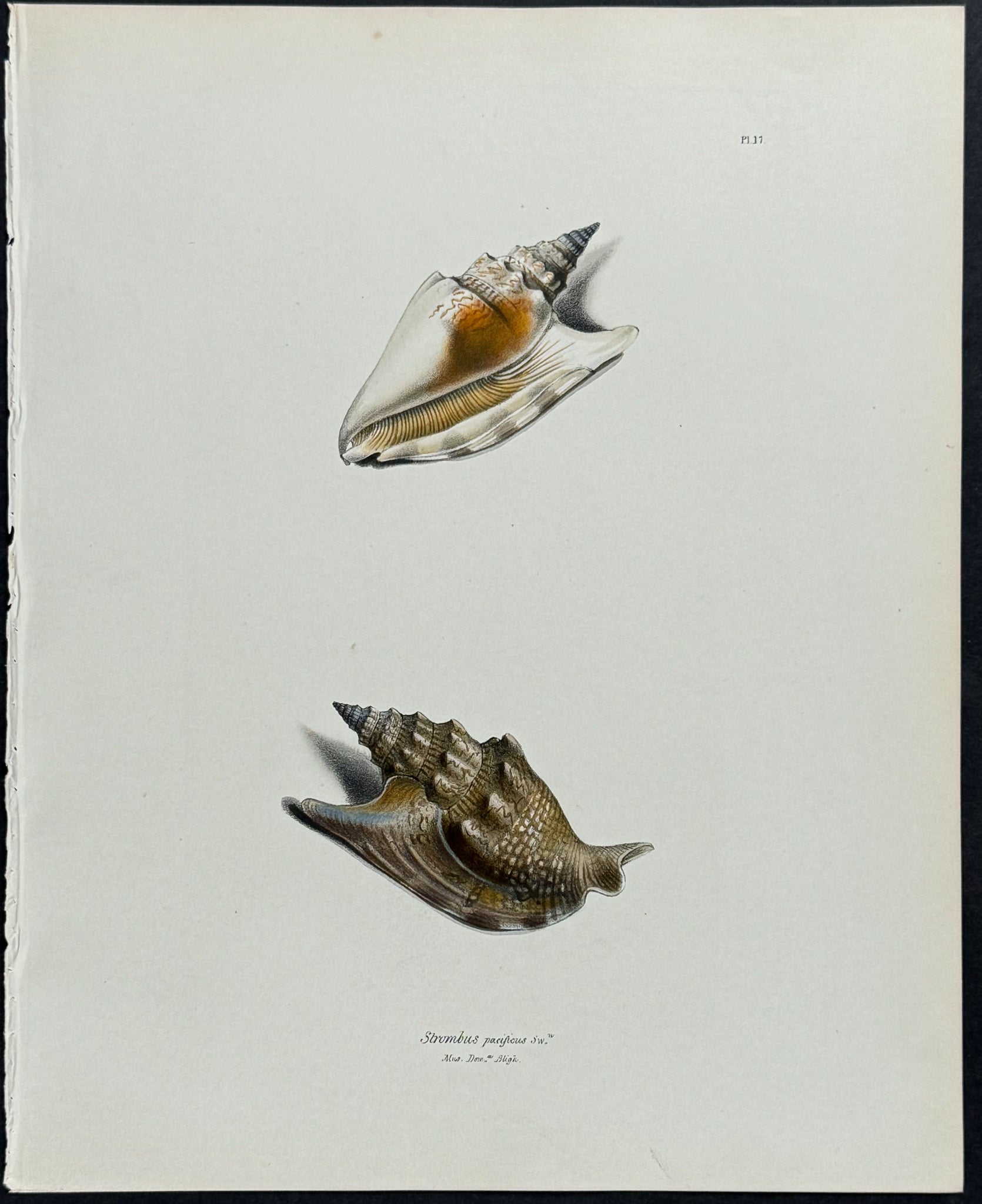 Strombus Shells