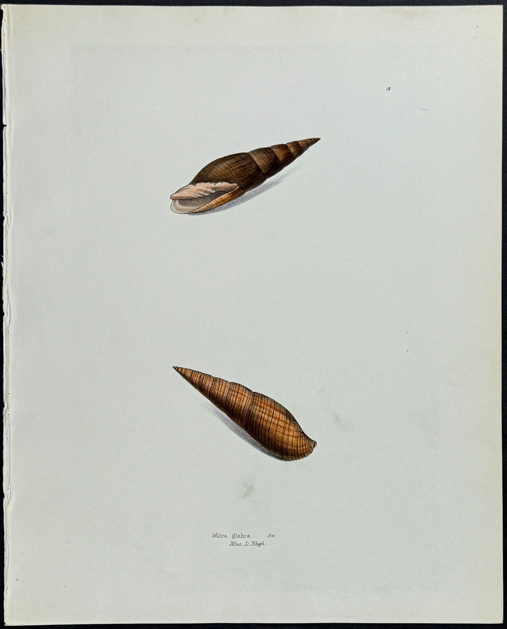 Miter Shells