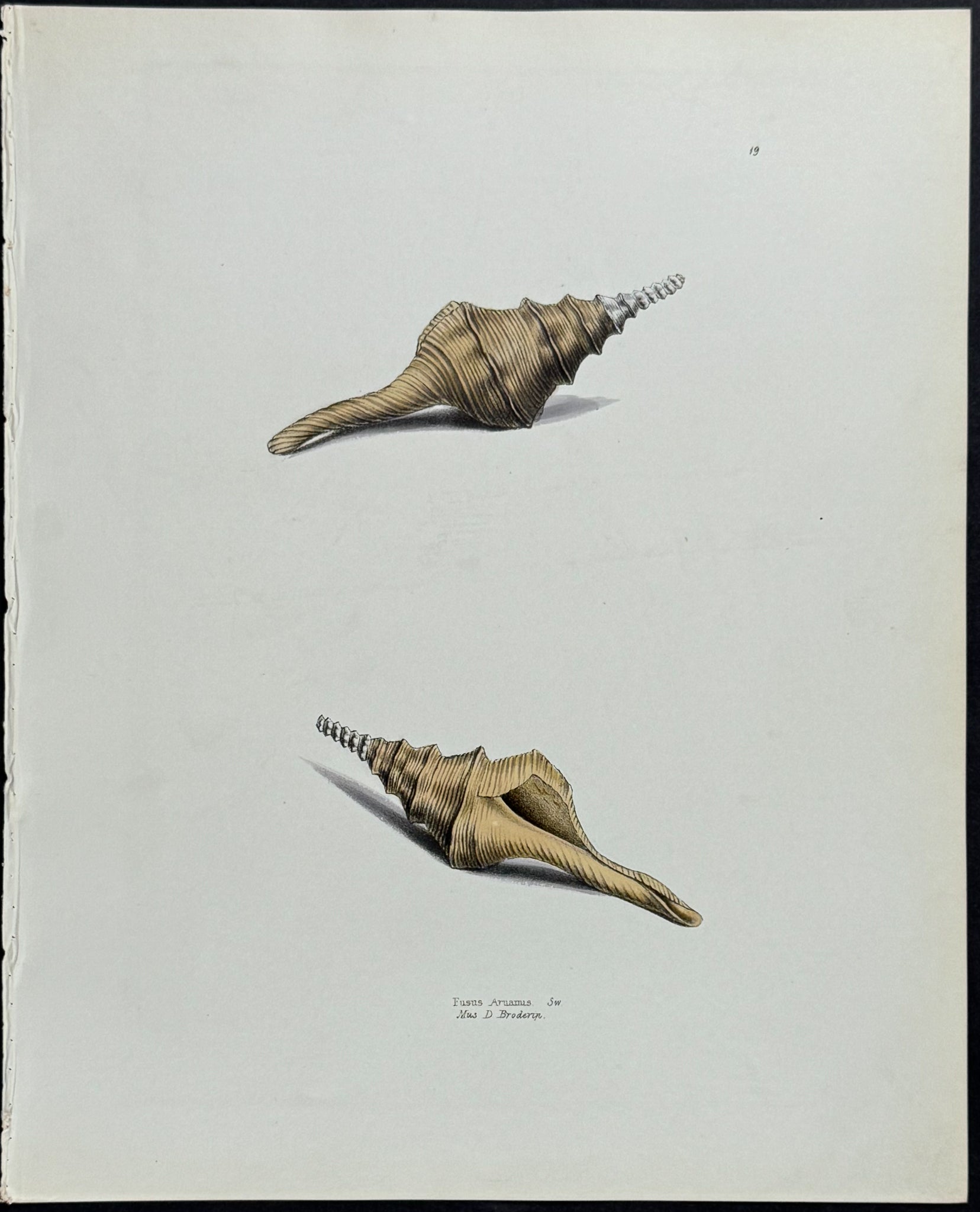 Shells