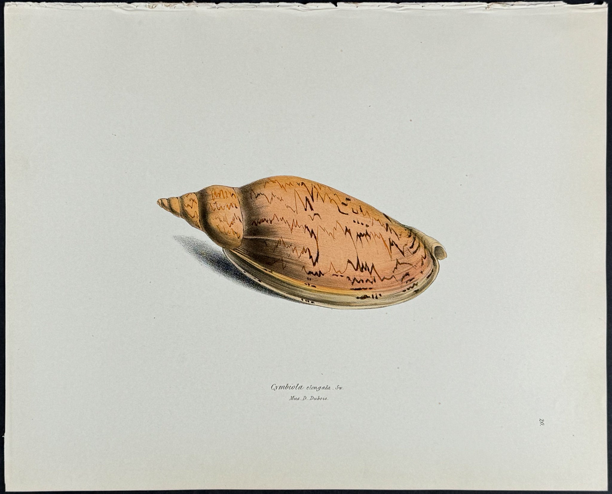 Shell