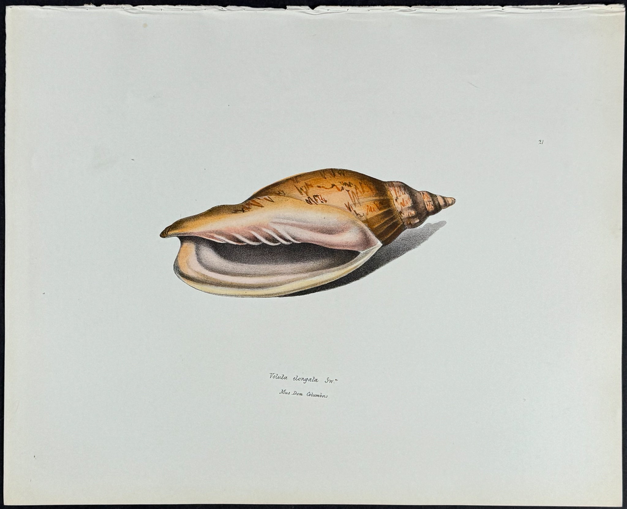 Volute Shell