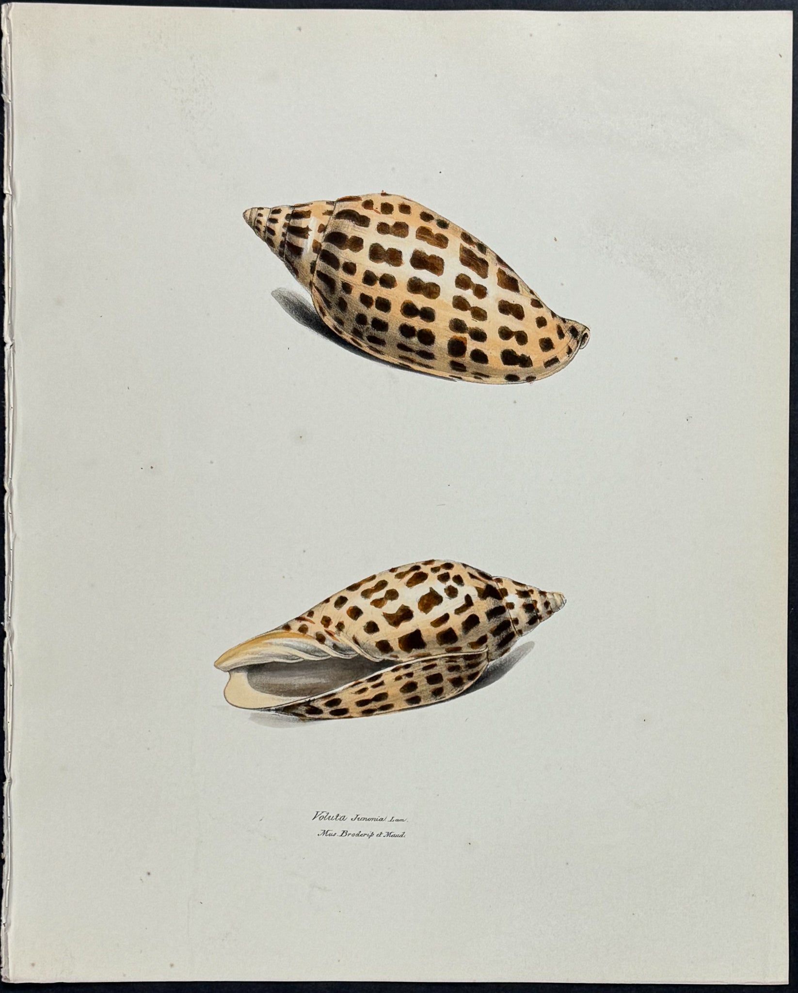 Volute Shells