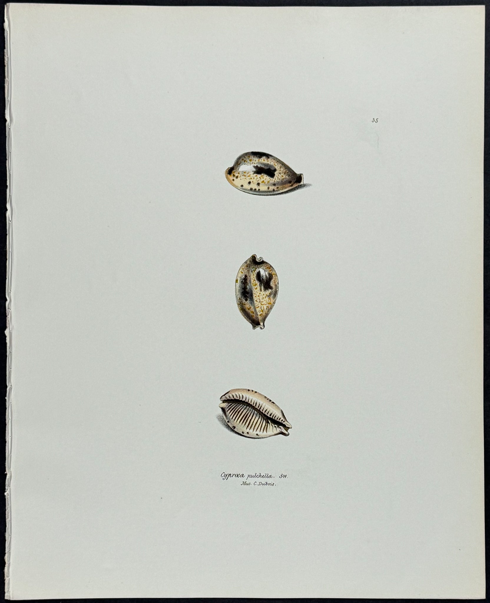 Cowrie Shells