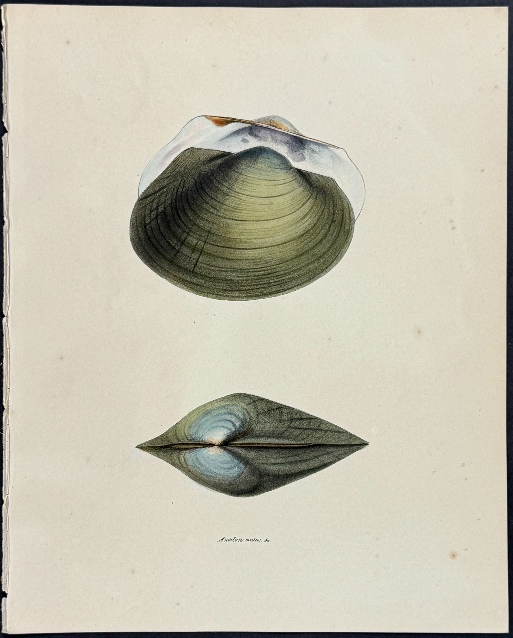 Clam Shells