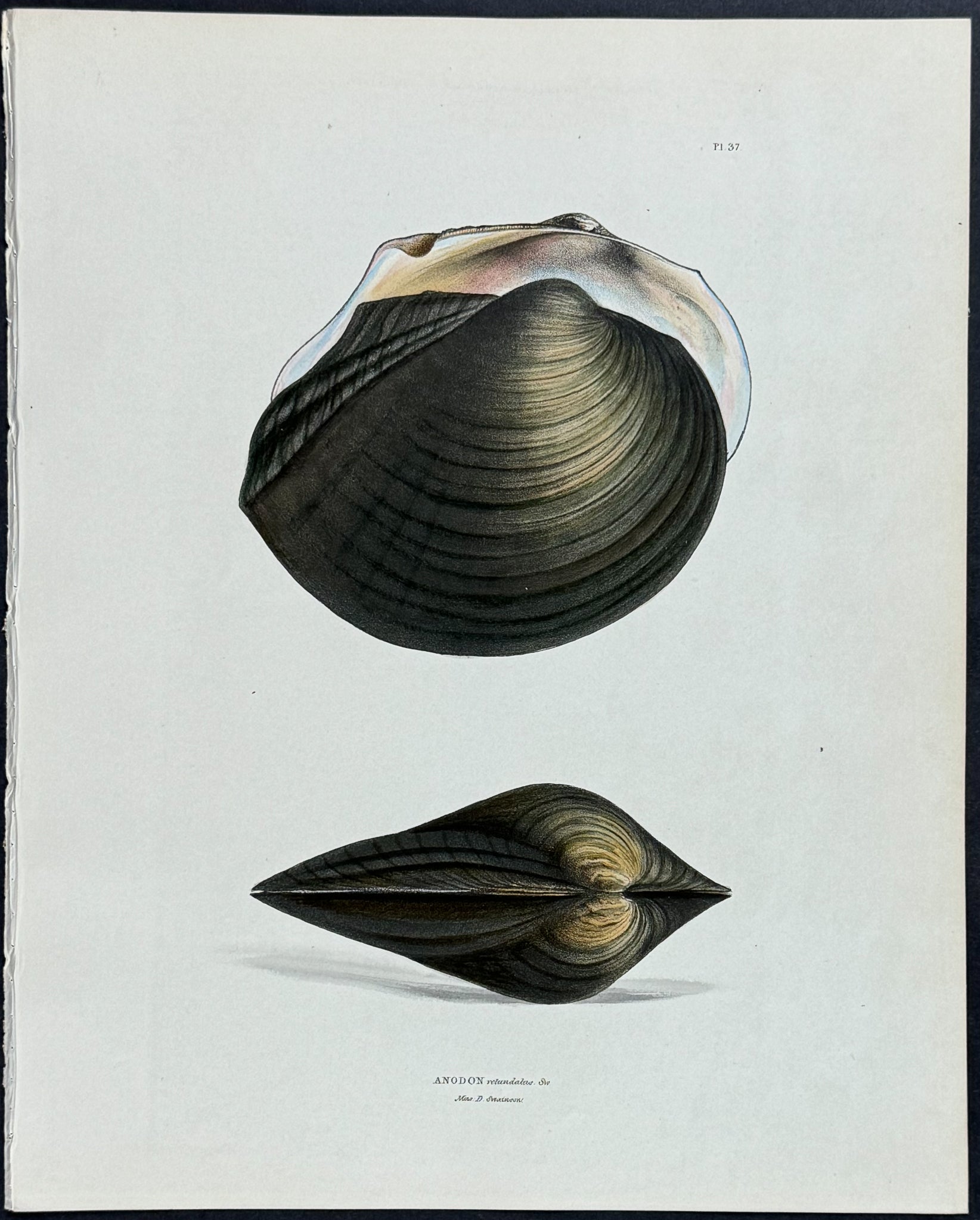 Clam Shells