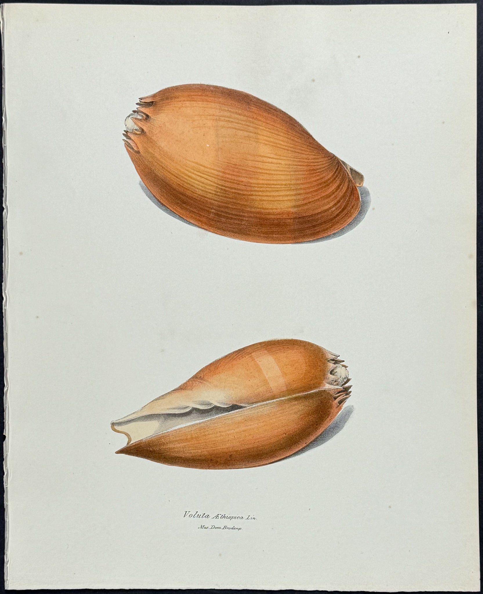 Volute Shells