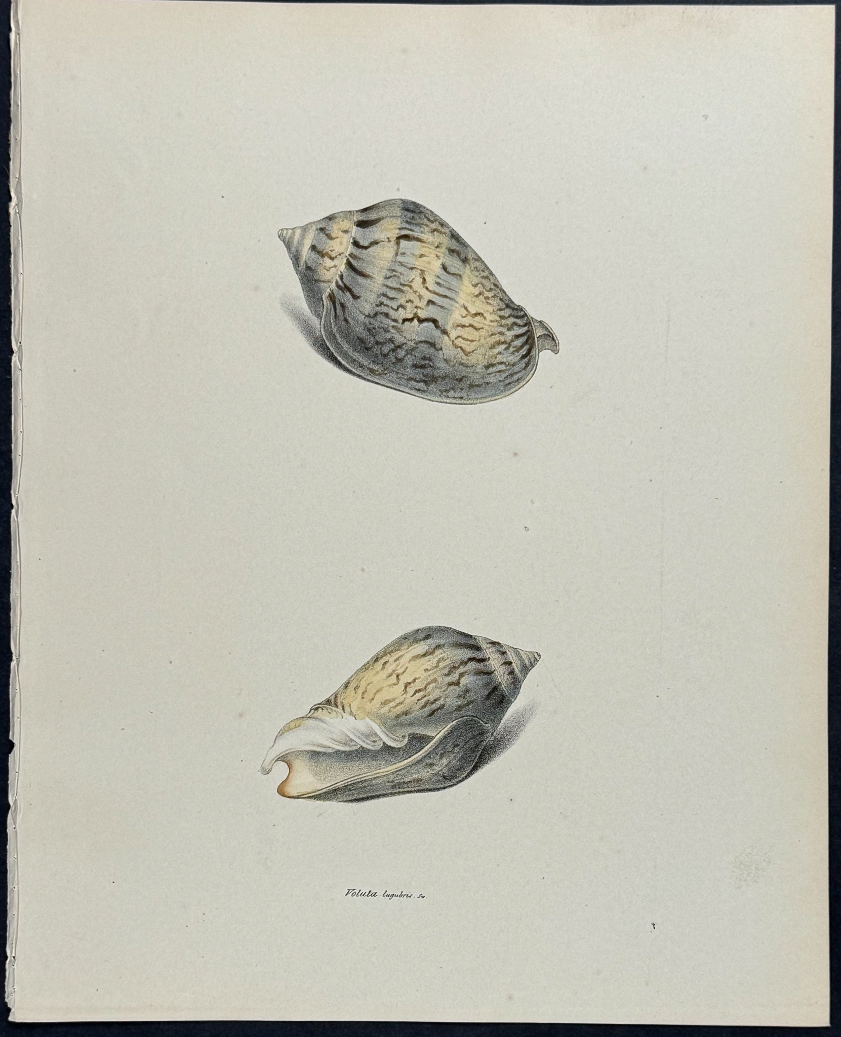 Volute Shells