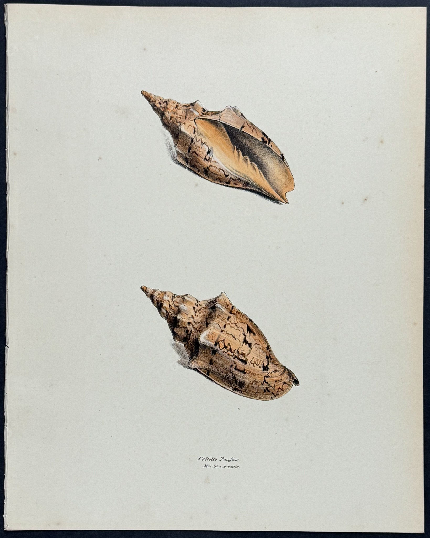 Volute Shells