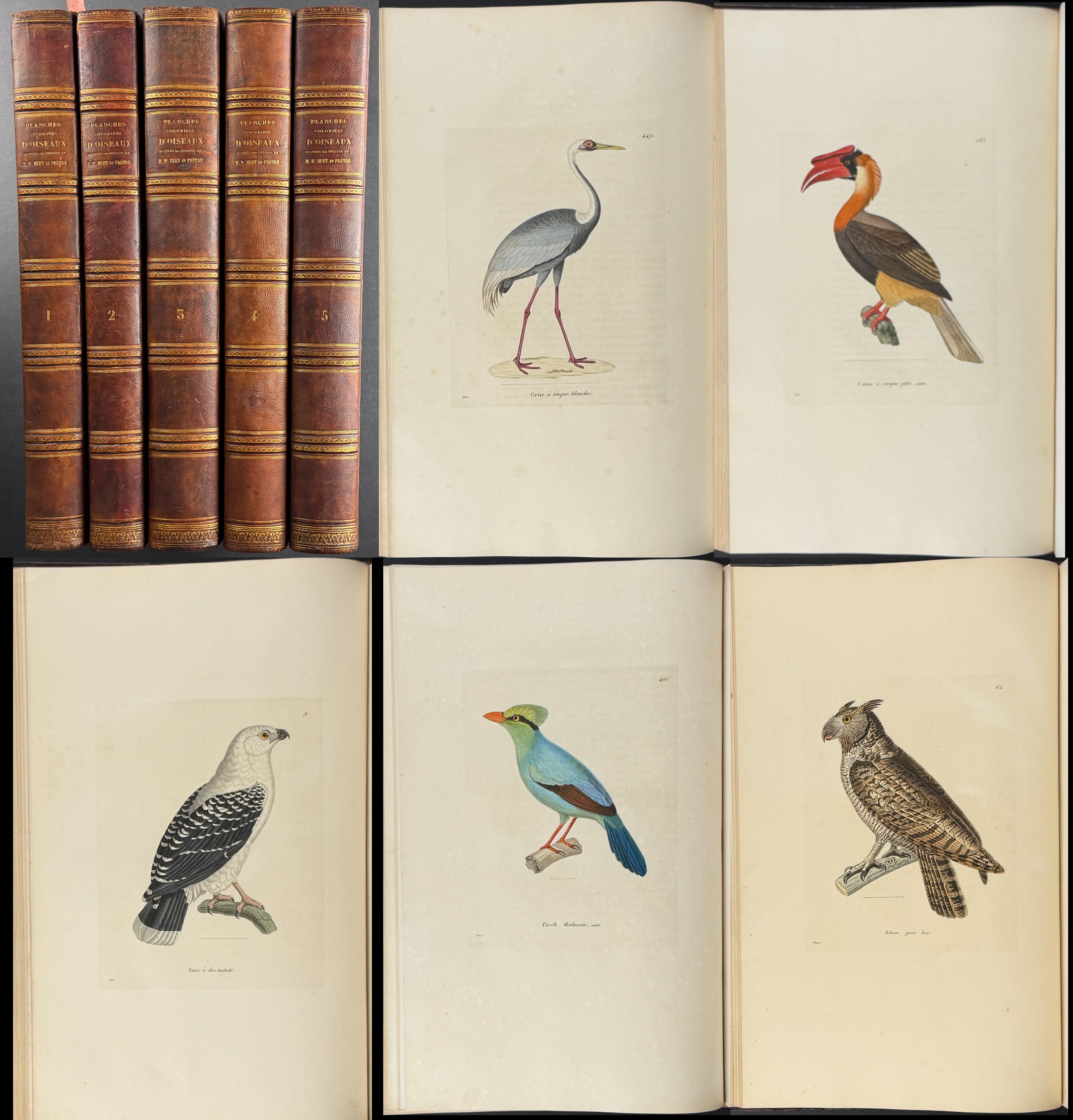 Temminck's Nouveau ..d'Oiseaux - Five Volumes with 600 Originally Hand-colored Engravings