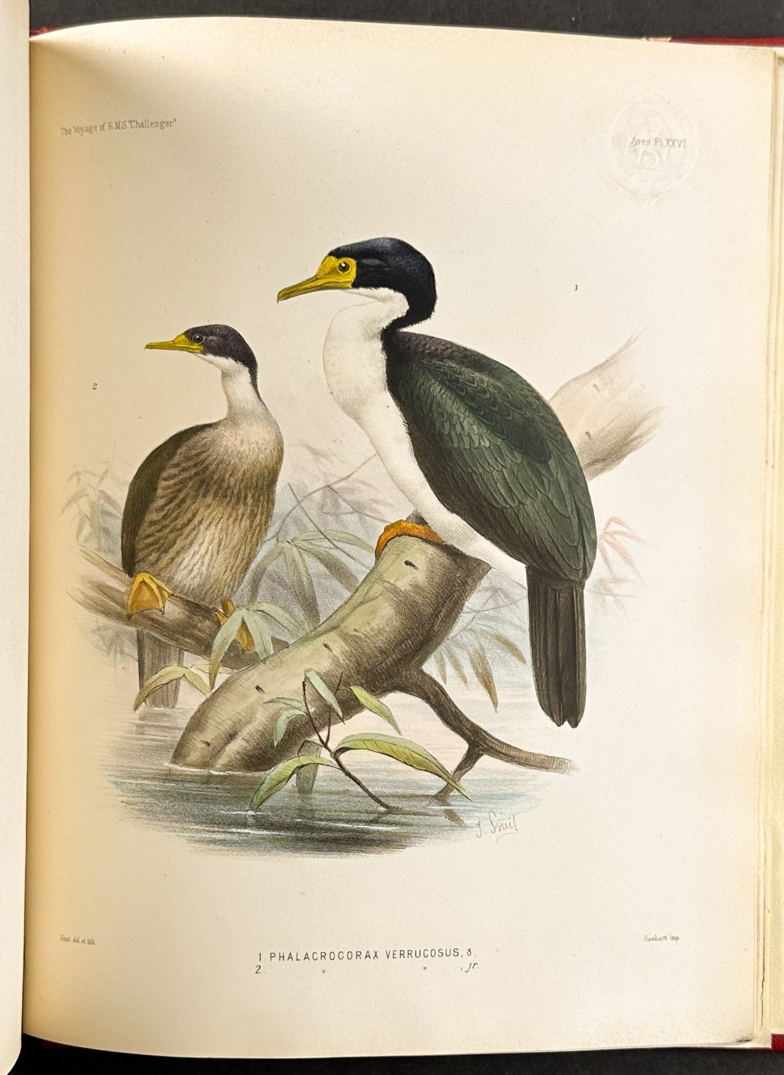 Thomson's The Voyage of the HMS Challenger