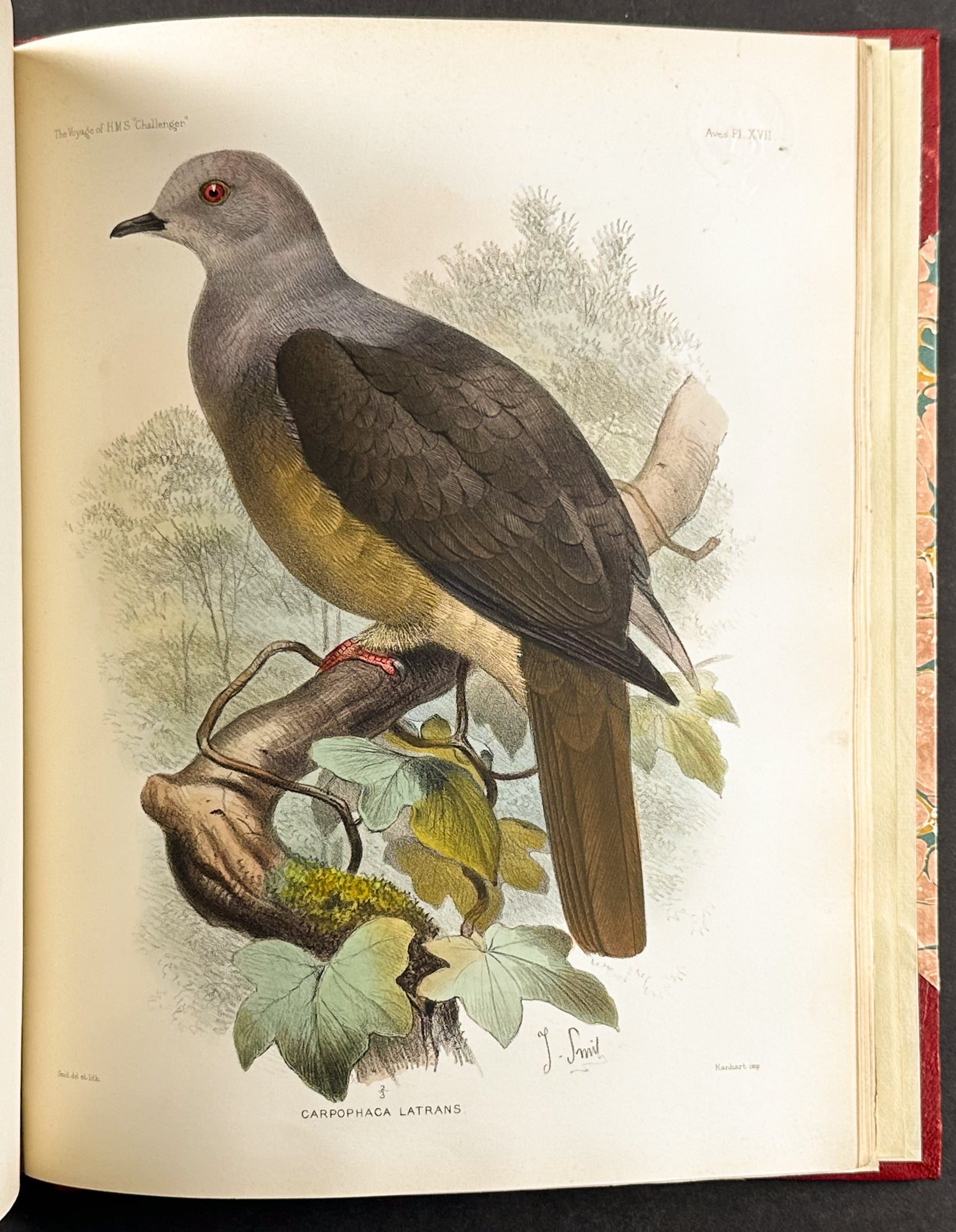 Thomson's The Voyage of the HMS Challenger