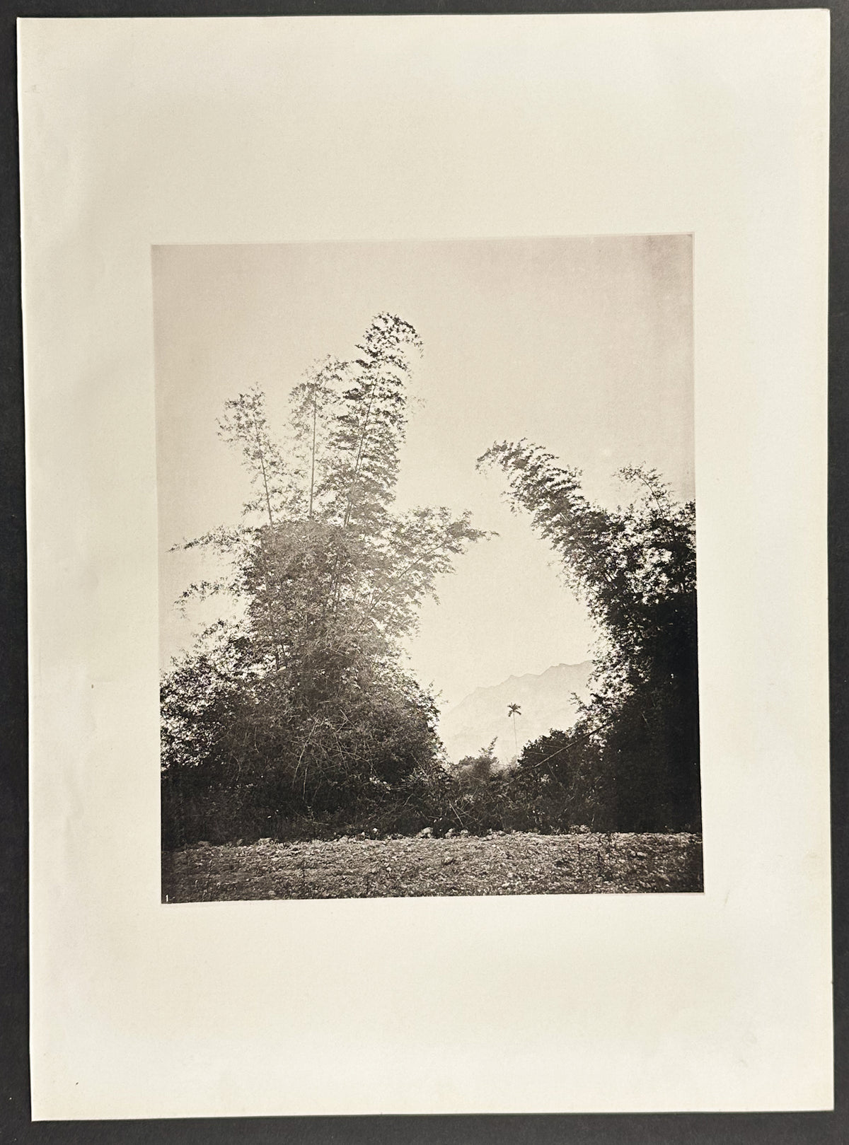 Bamboos of Baksa