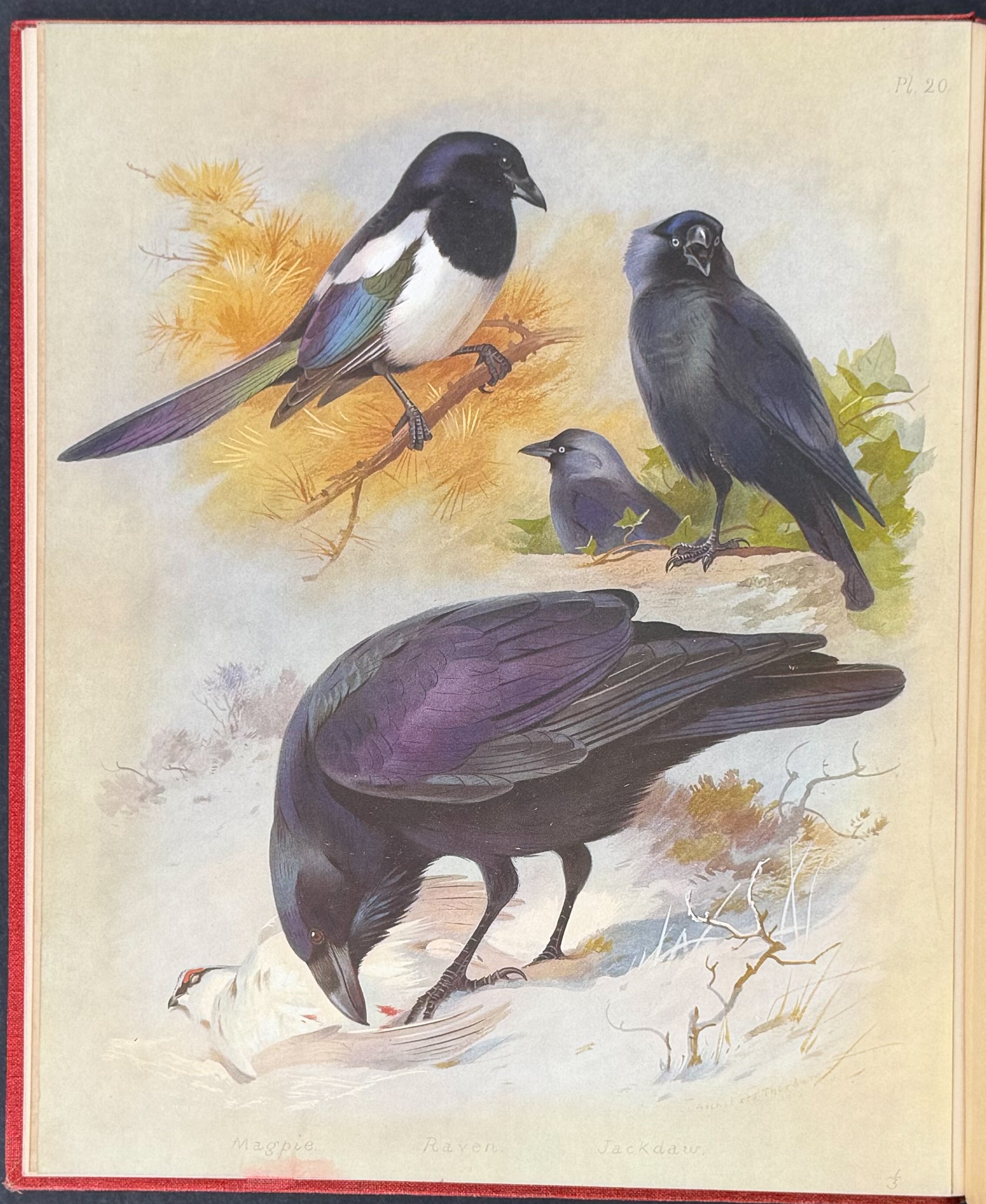 Thorburn's British Birds - Four Volumes