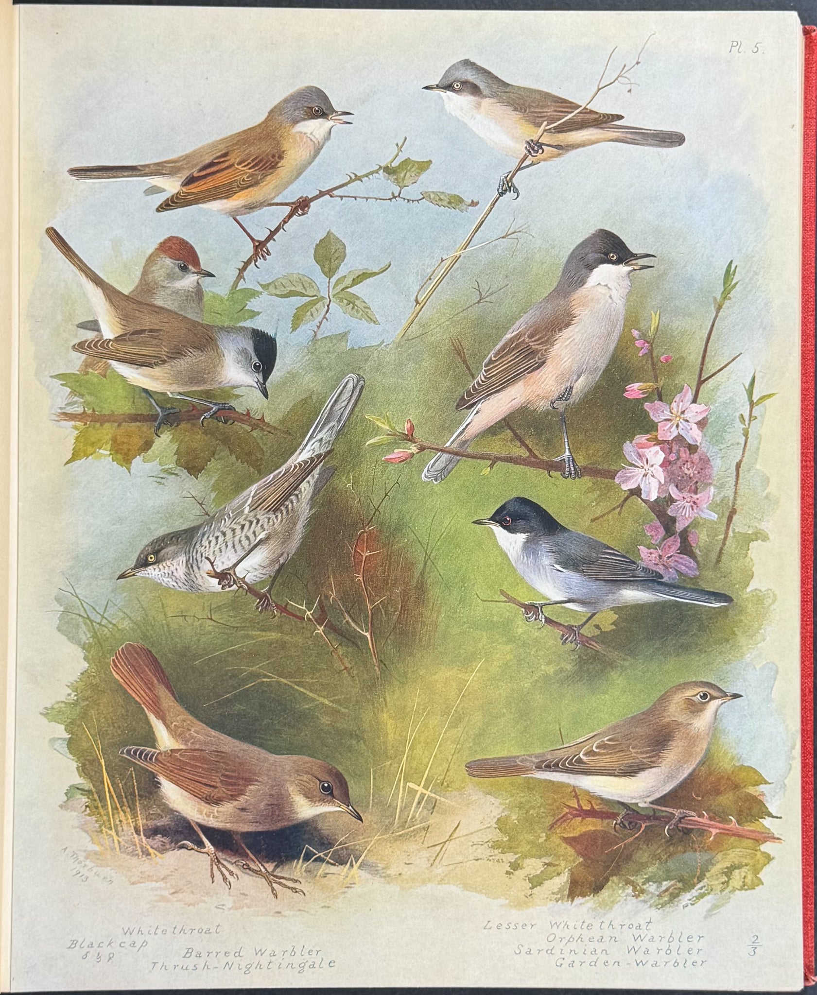 Thorburn's British Birds - Four Volumes