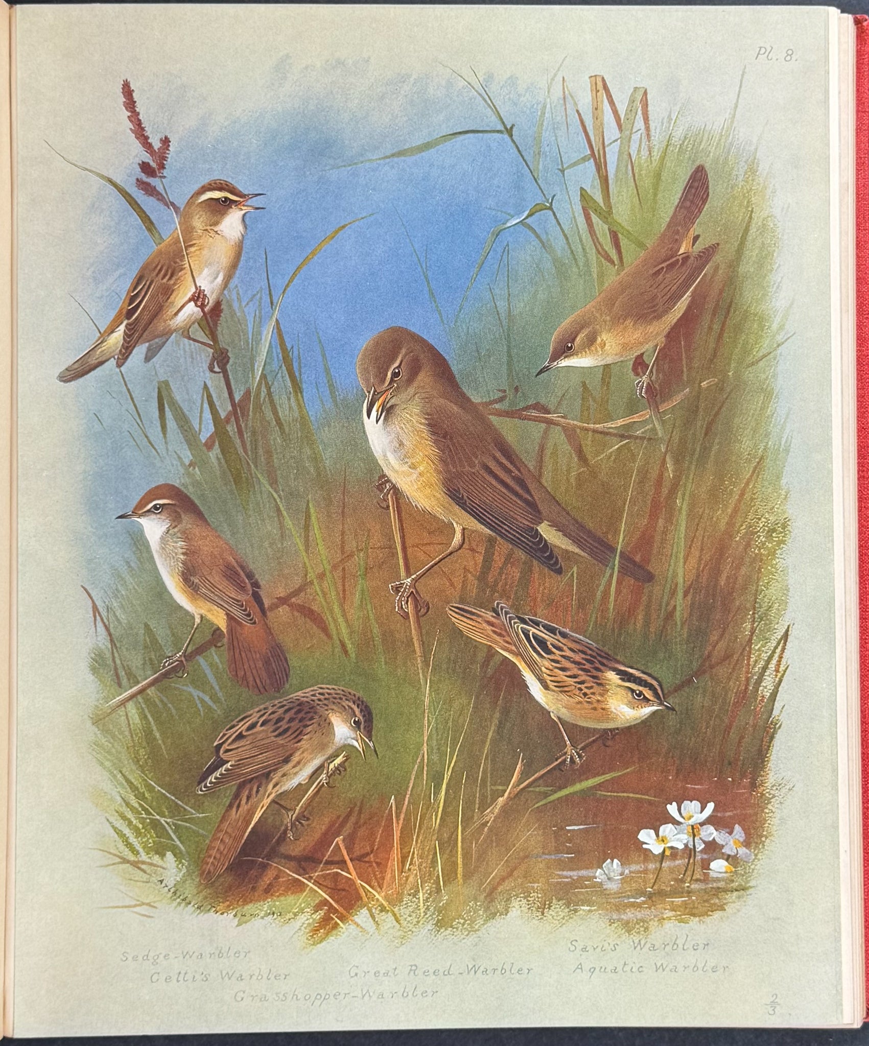 Thorburn's British Birds - Four Volumes