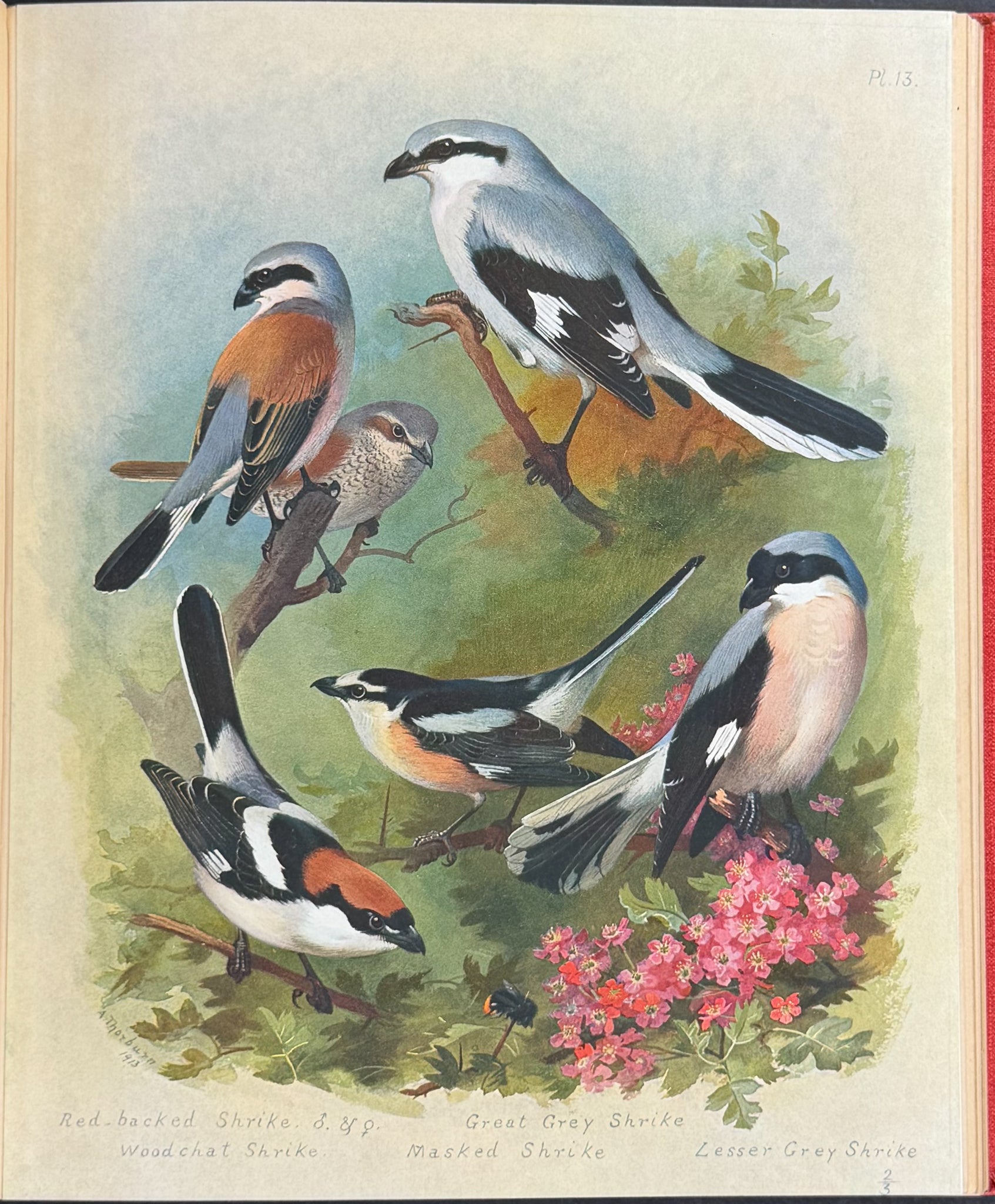 Thorburn's British Birds - Four Volumes