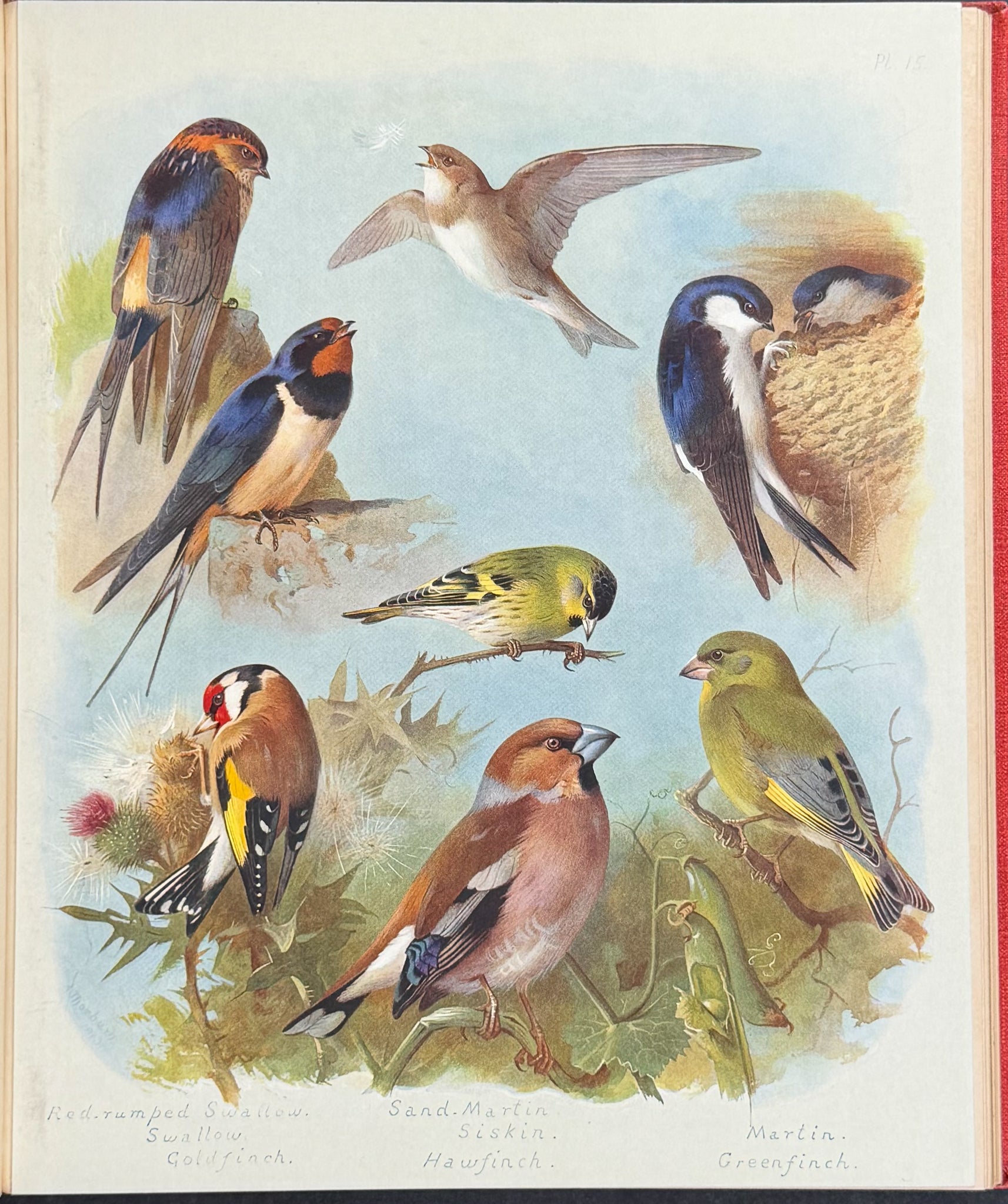 Thorburn's British Birds - Four Volumes