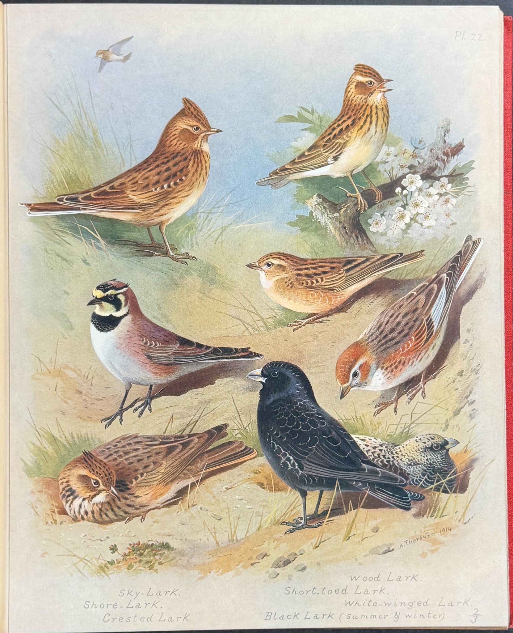 Thorburn's British Birds - Four Volumes