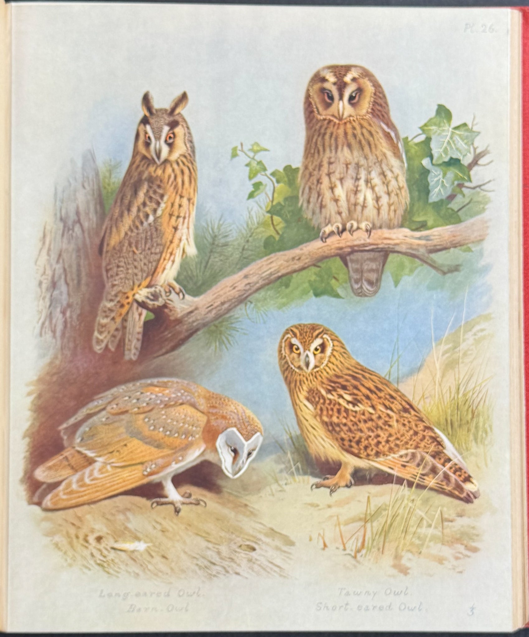 Thorburn's British Birds - Four Volumes