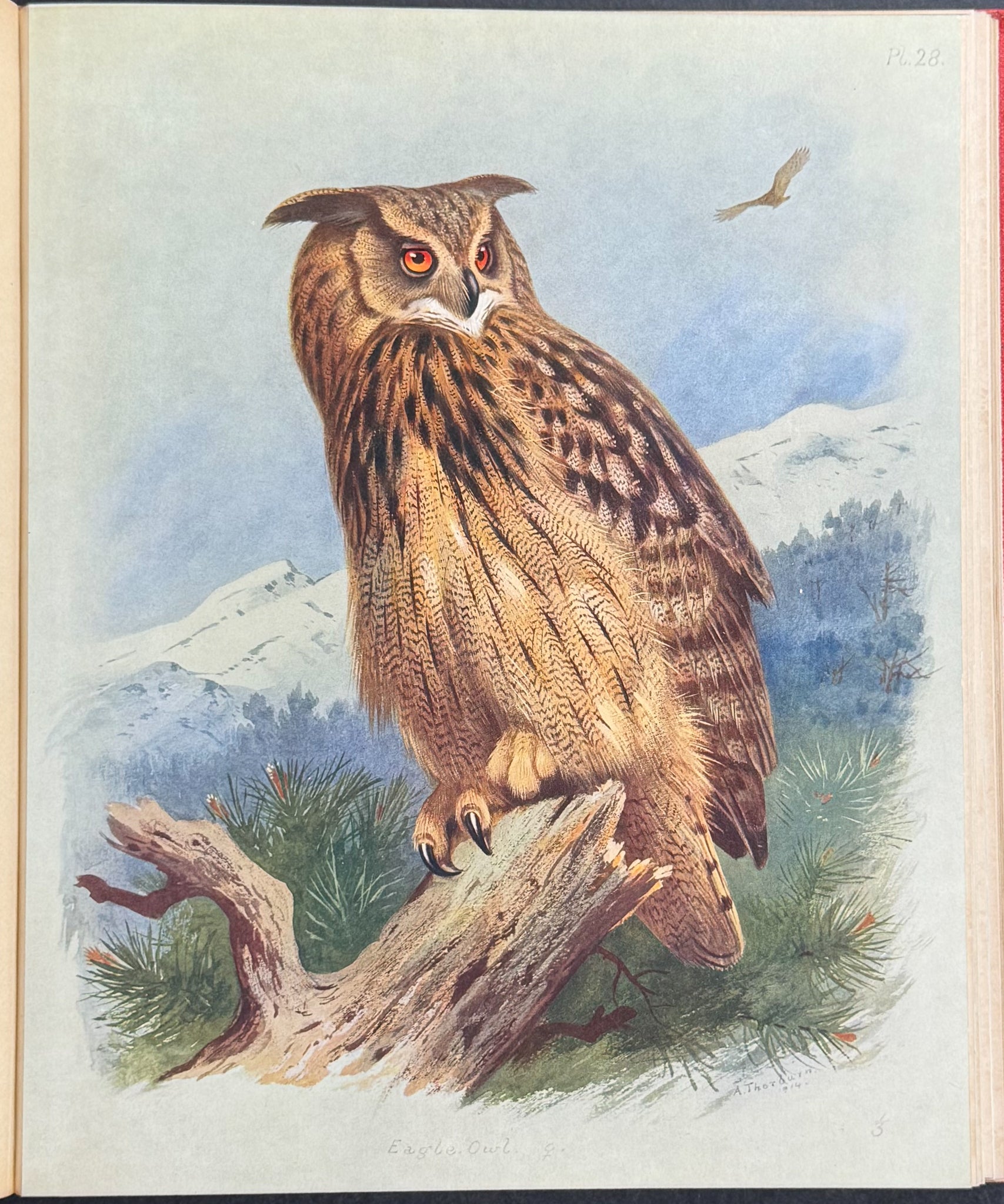 Thorburn's British Birds - Four Volumes