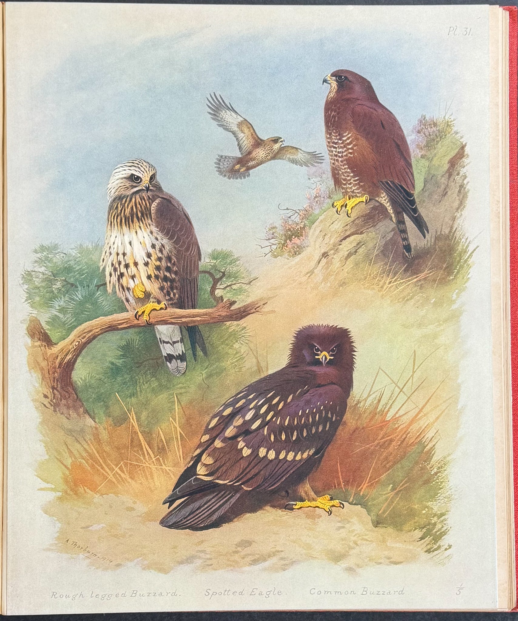 Thorburn's British Birds - Four Volumes