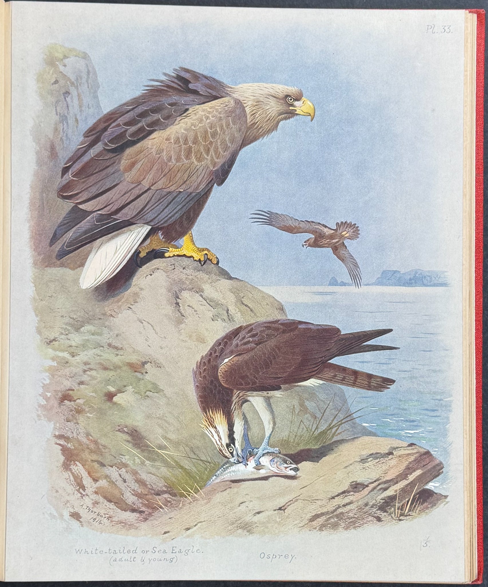 Thorburn's British Birds - Four Volumes