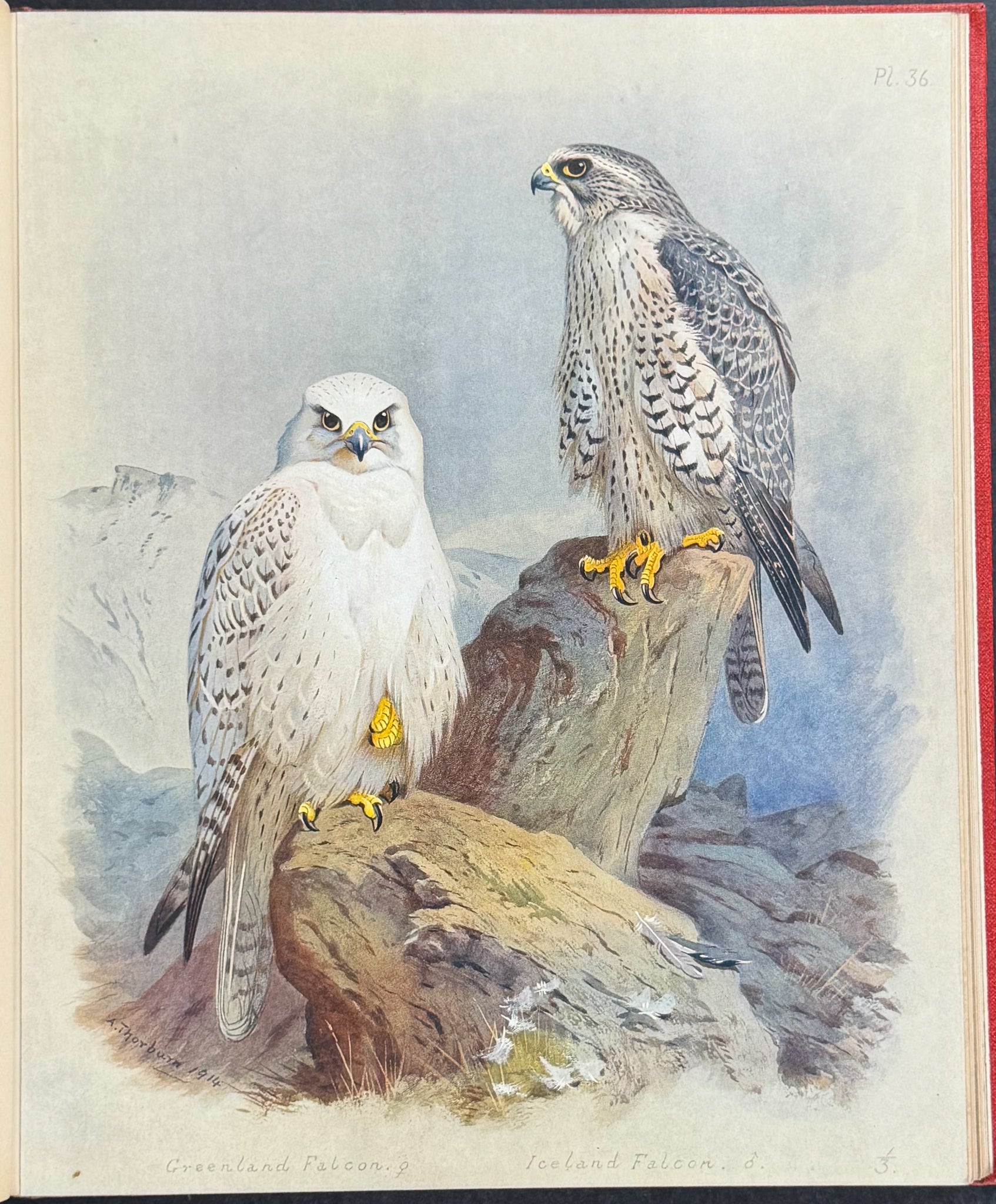 Thorburn's British Birds - Four Volumes