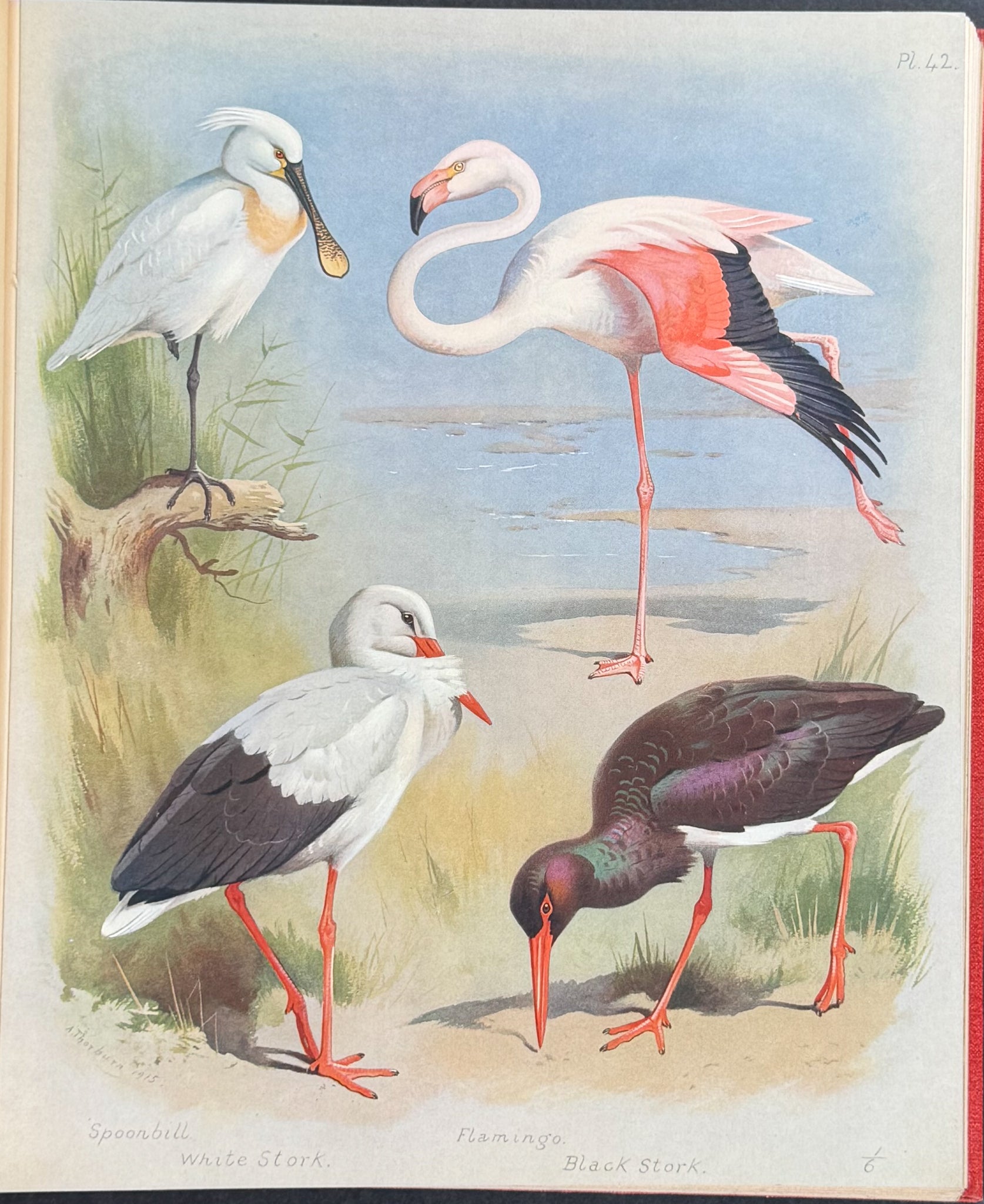 Thorburn's British Birds - Four Volumes