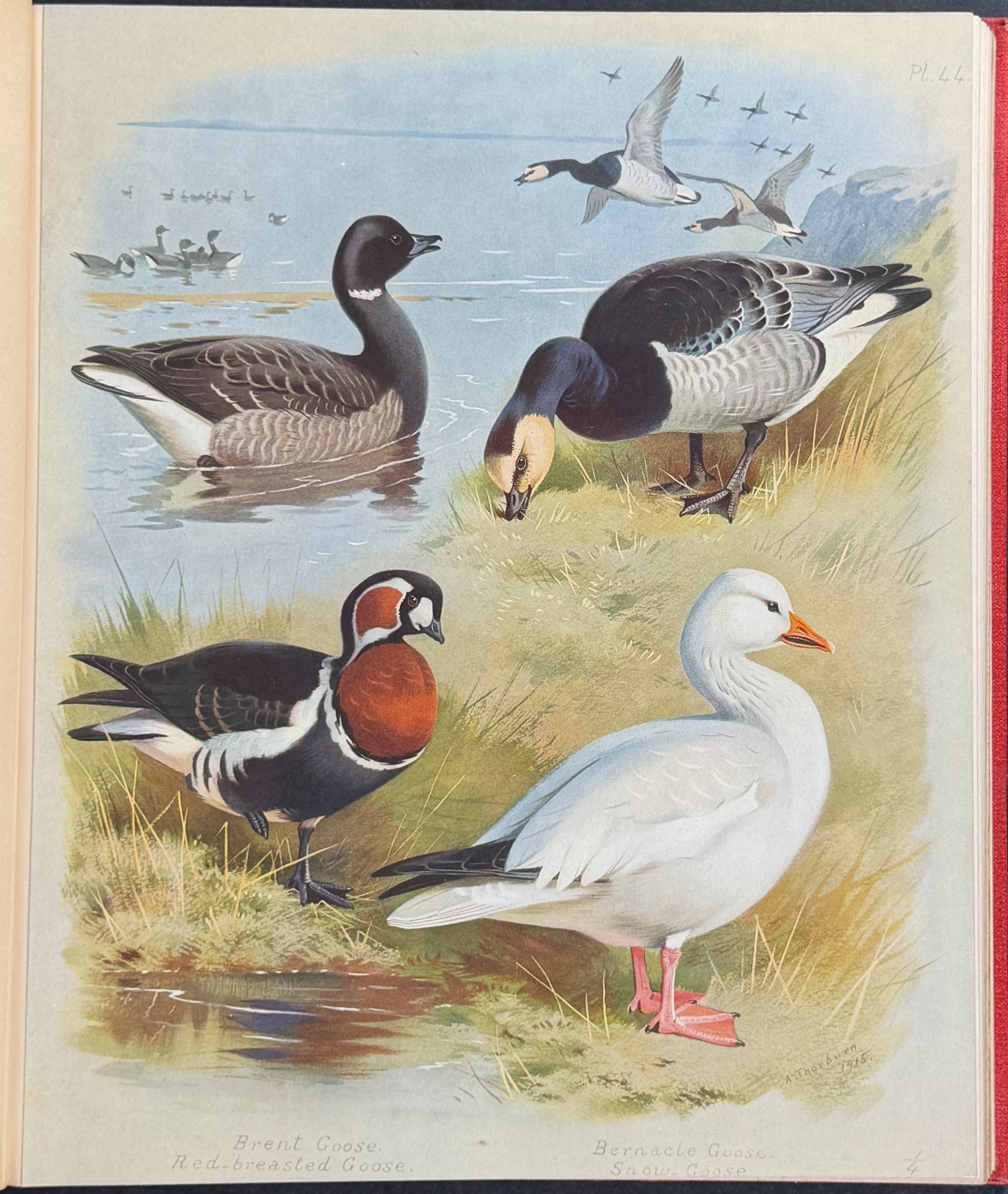 Thorburn's British Birds - Four Volumes