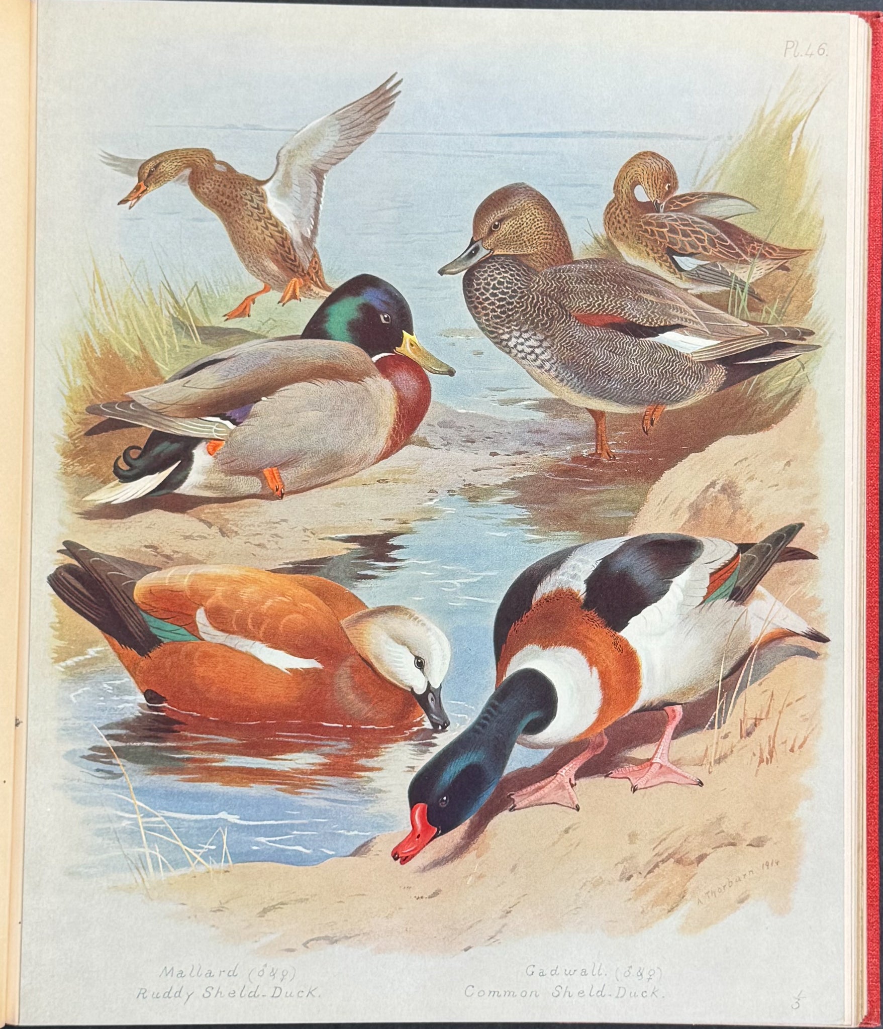 Thorburn's British Birds - Four Volumes