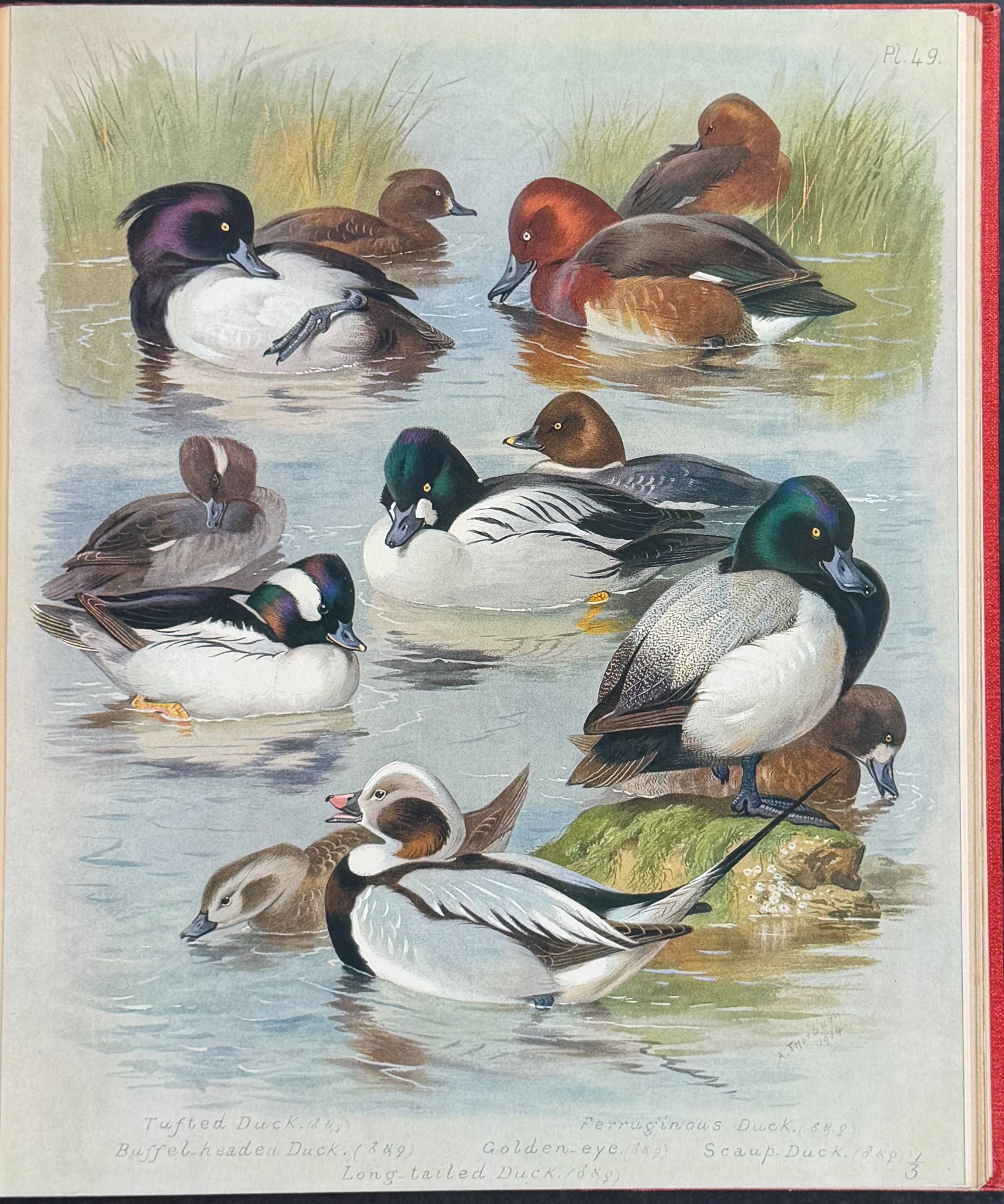 Thorburn's British Birds - Four Volumes