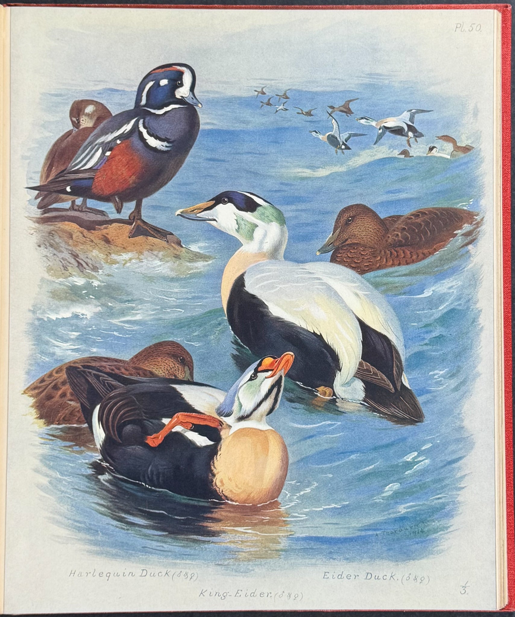 Thorburn's British Birds - Four Volumes