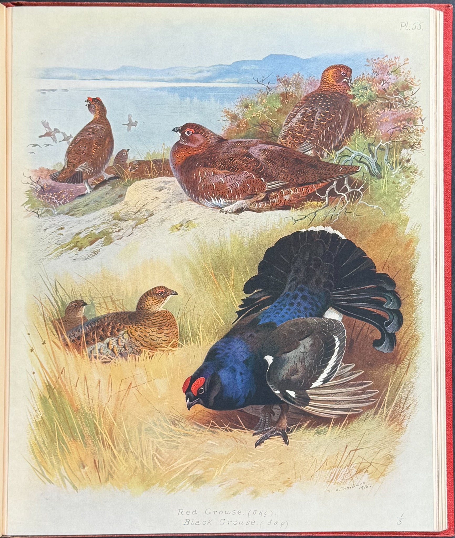 Thorburn's British Birds - Four Volumes