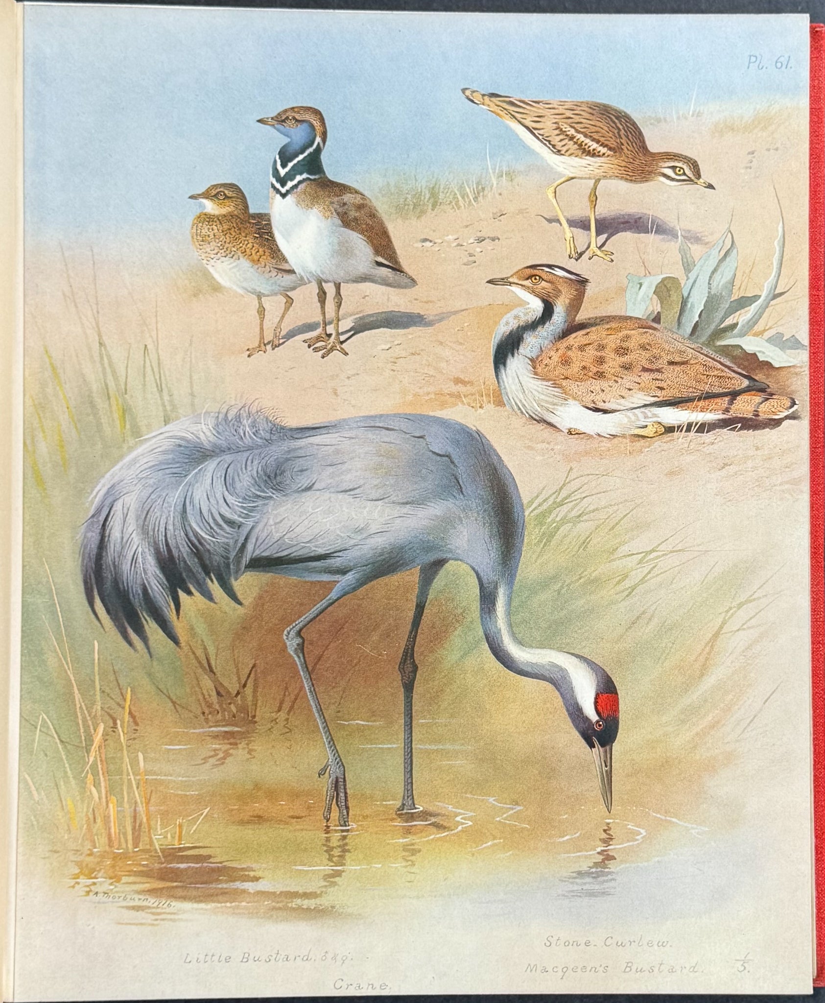 Thorburn's British Birds - Four Volumes