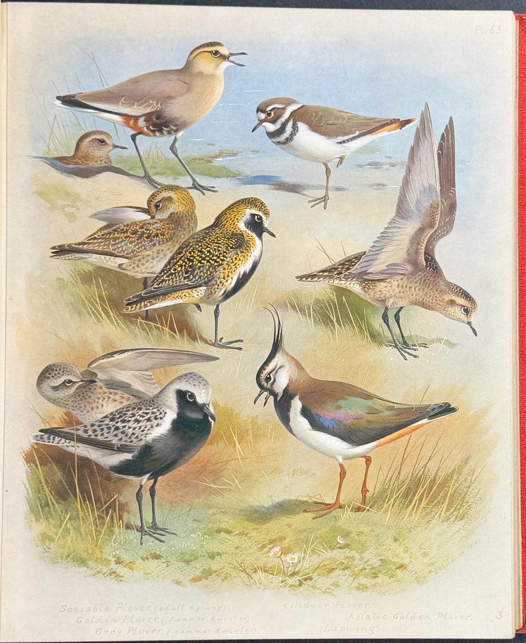 Thorburn's British Birds - Four Volumes