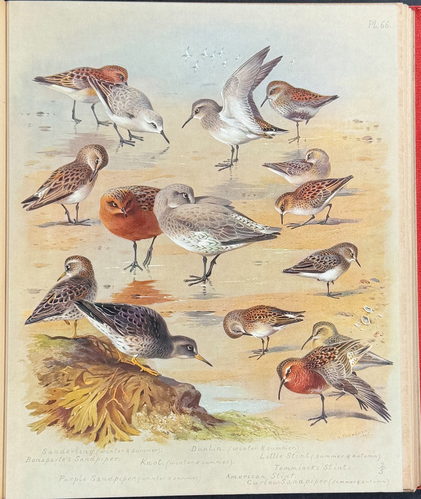 Thorburn's British Birds - Four Volumes