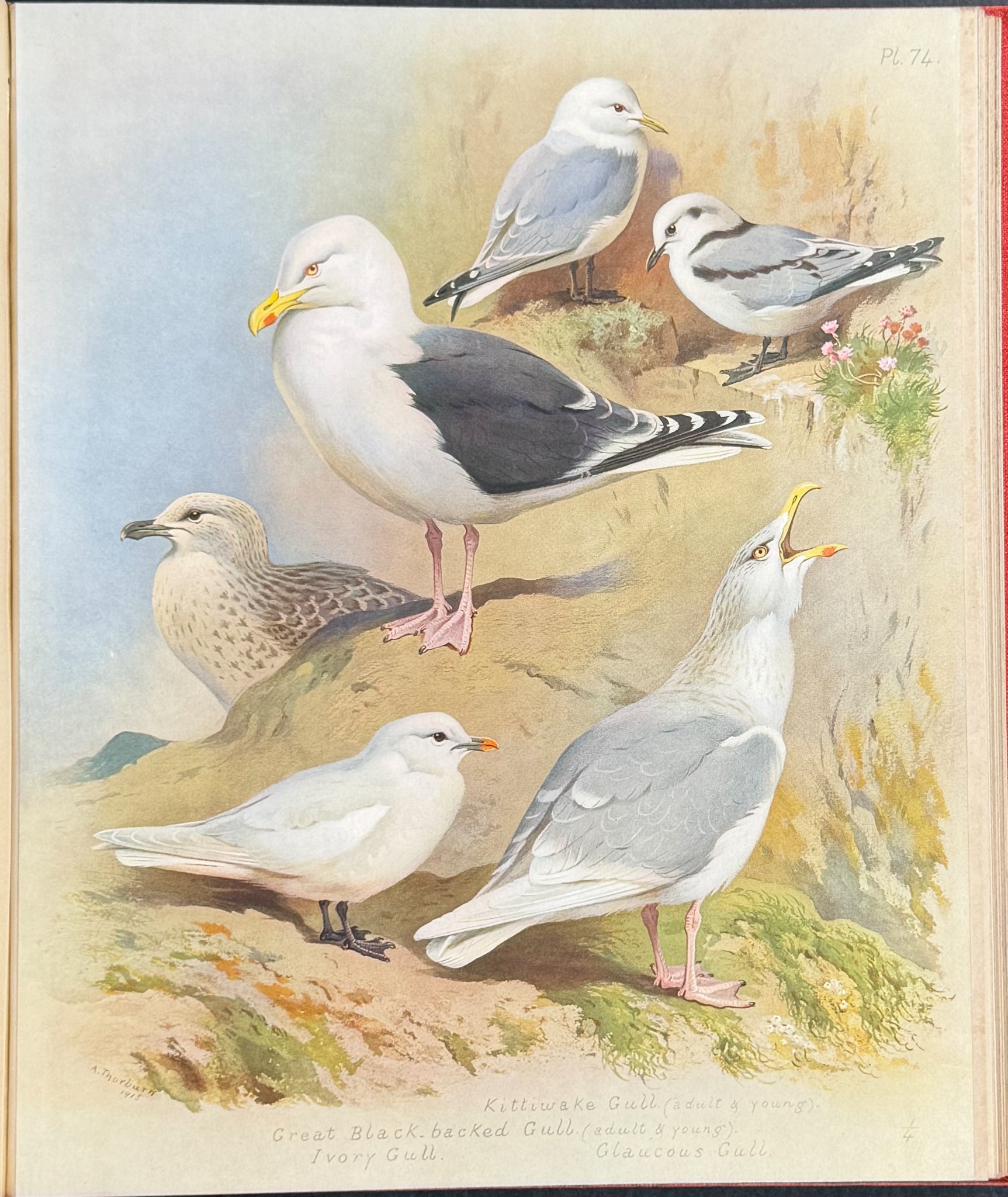 Thorburn's British Birds - Four Volumes