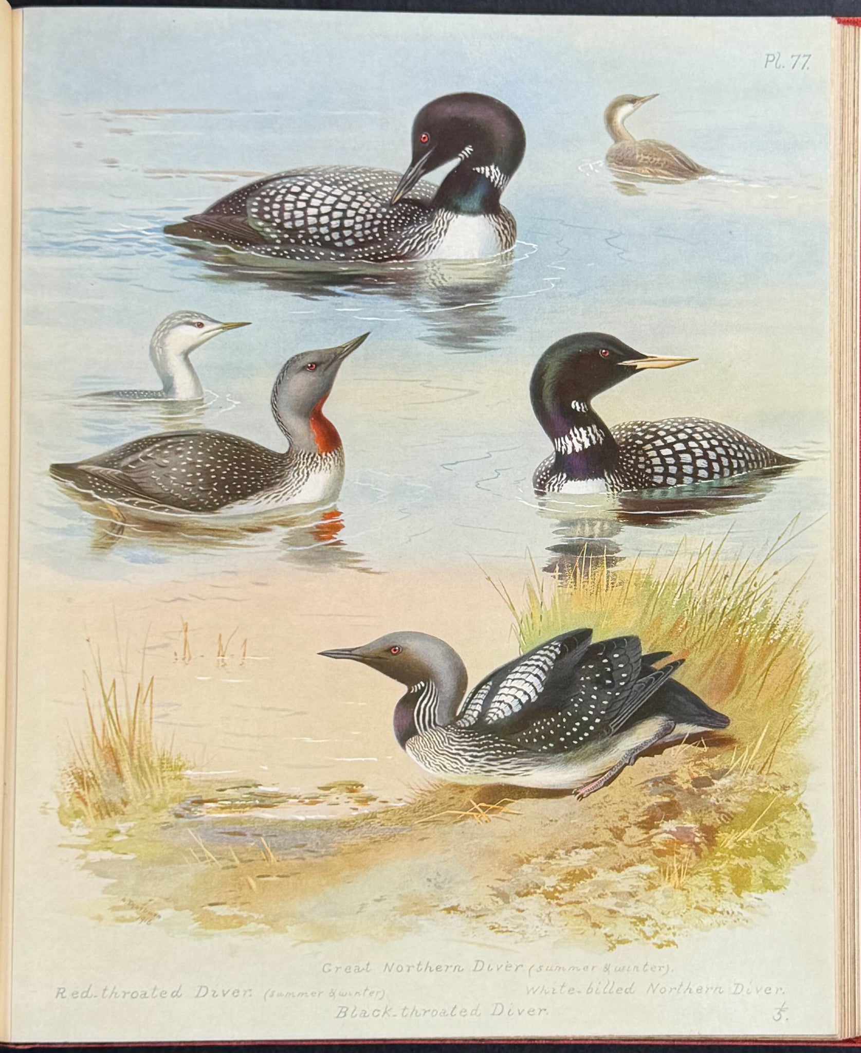Thorburn's British Birds - Four Volumes